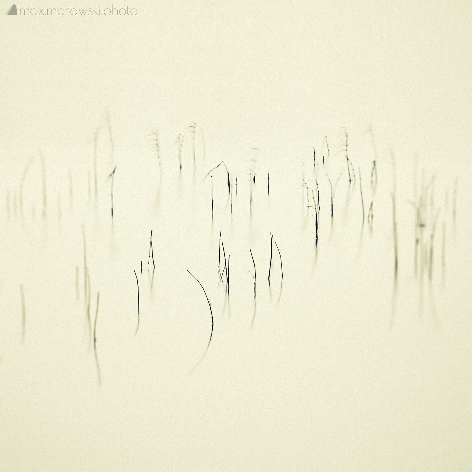 Lake Stone Reeds #5