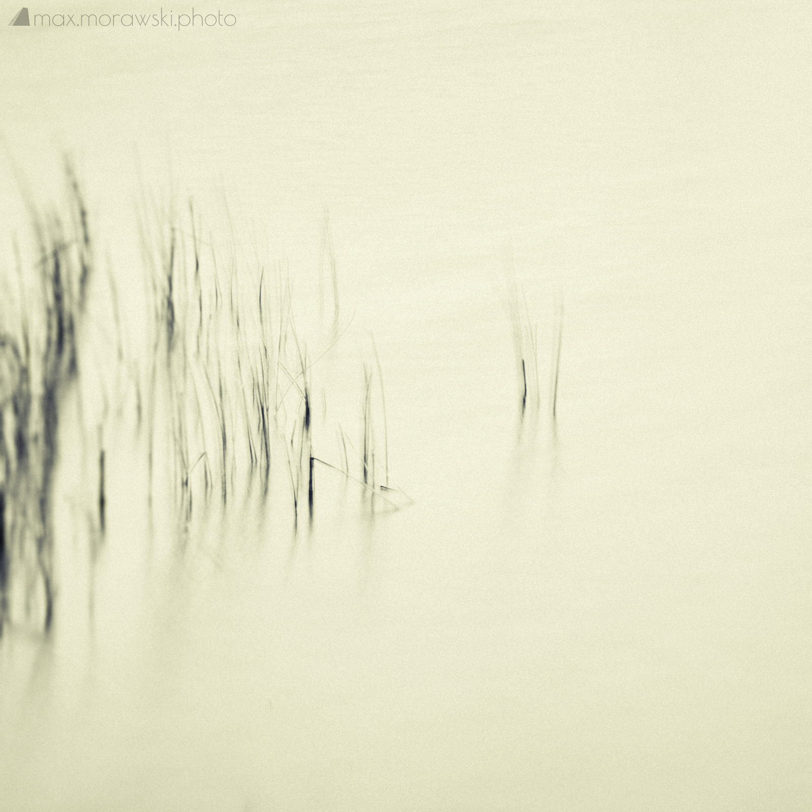 Lake Stone Reeds #6