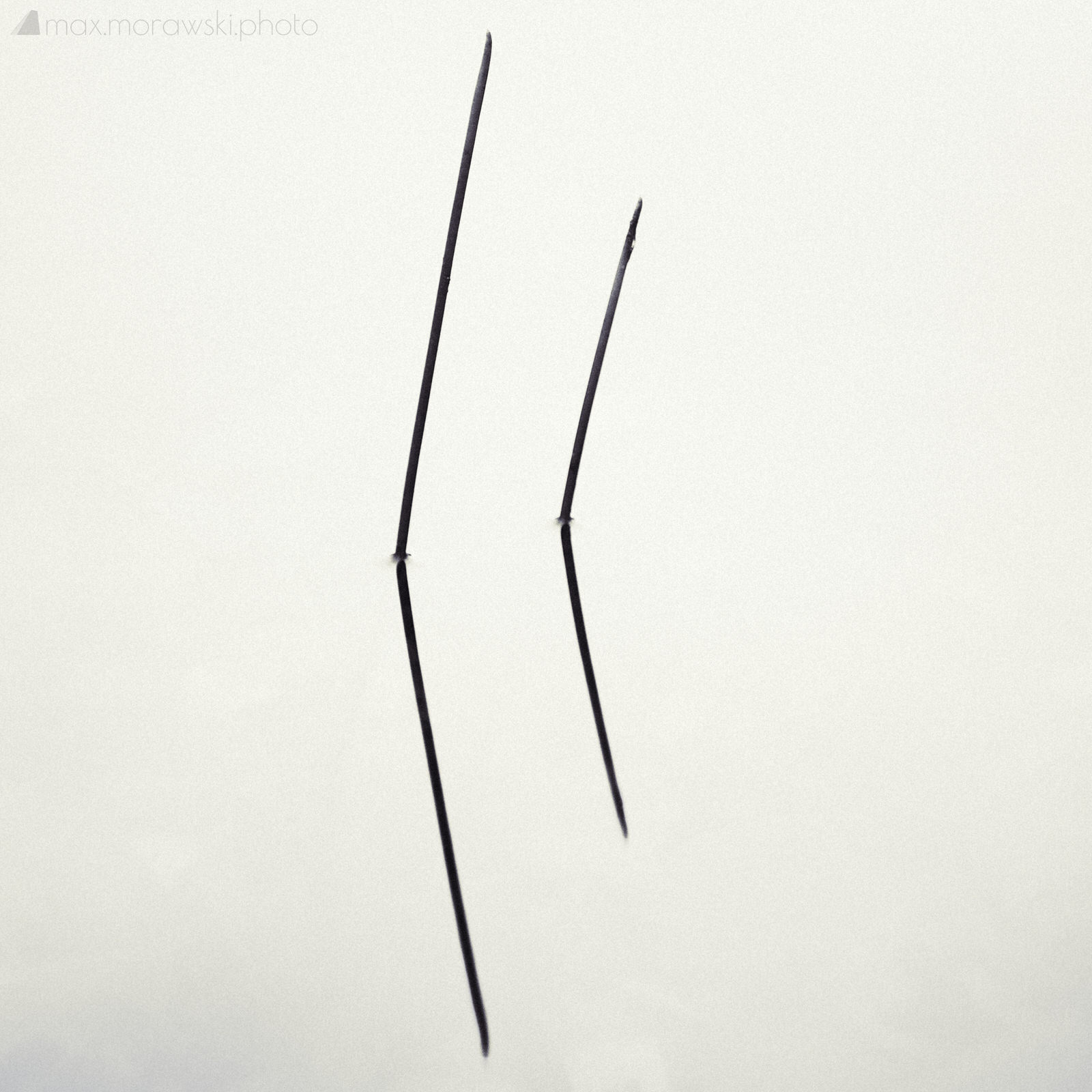 Lake Stone Reeds #1