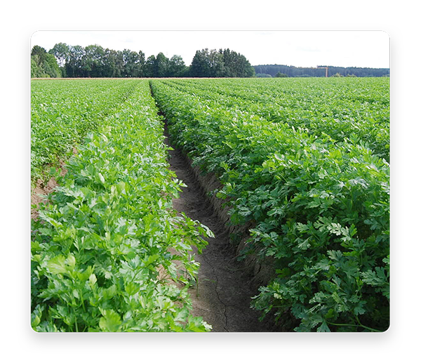 Foto vom Feld Gemüsebau Schöll