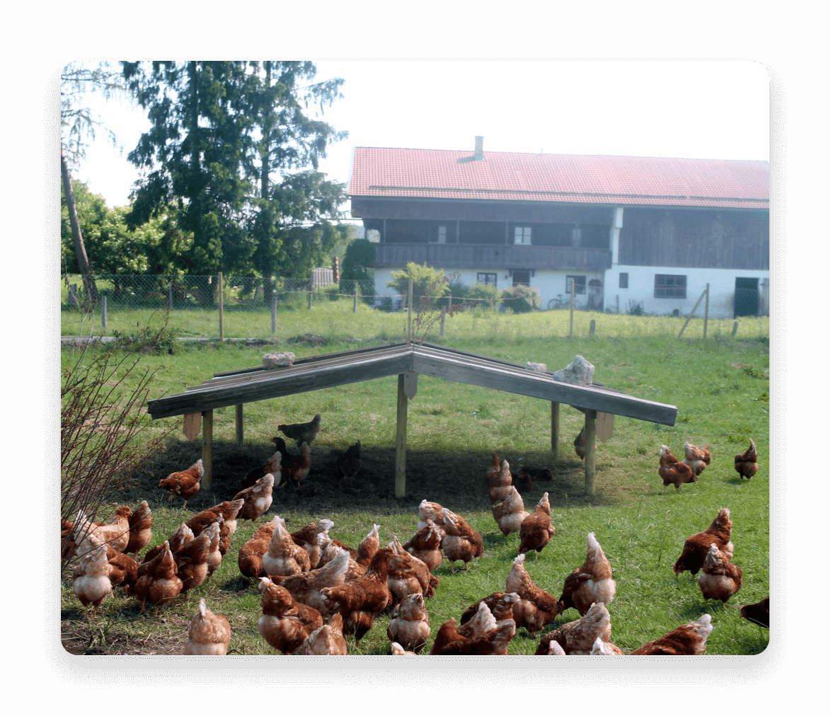 Freilaufende Hühner am Taubenberger Hof