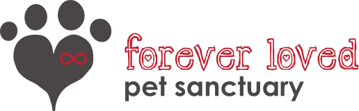 heat lamps for puppies pets at home