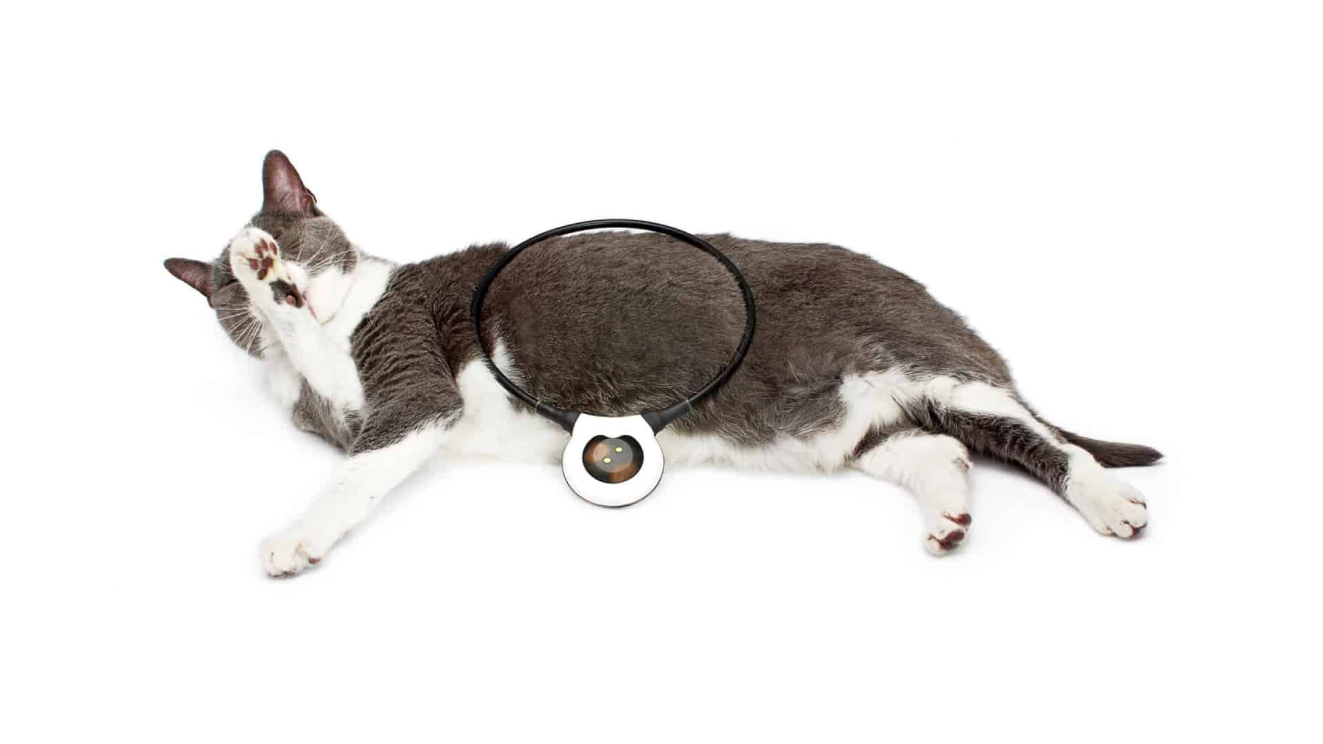 Assisi Loop The Cat's Meow Veterinary Hospital