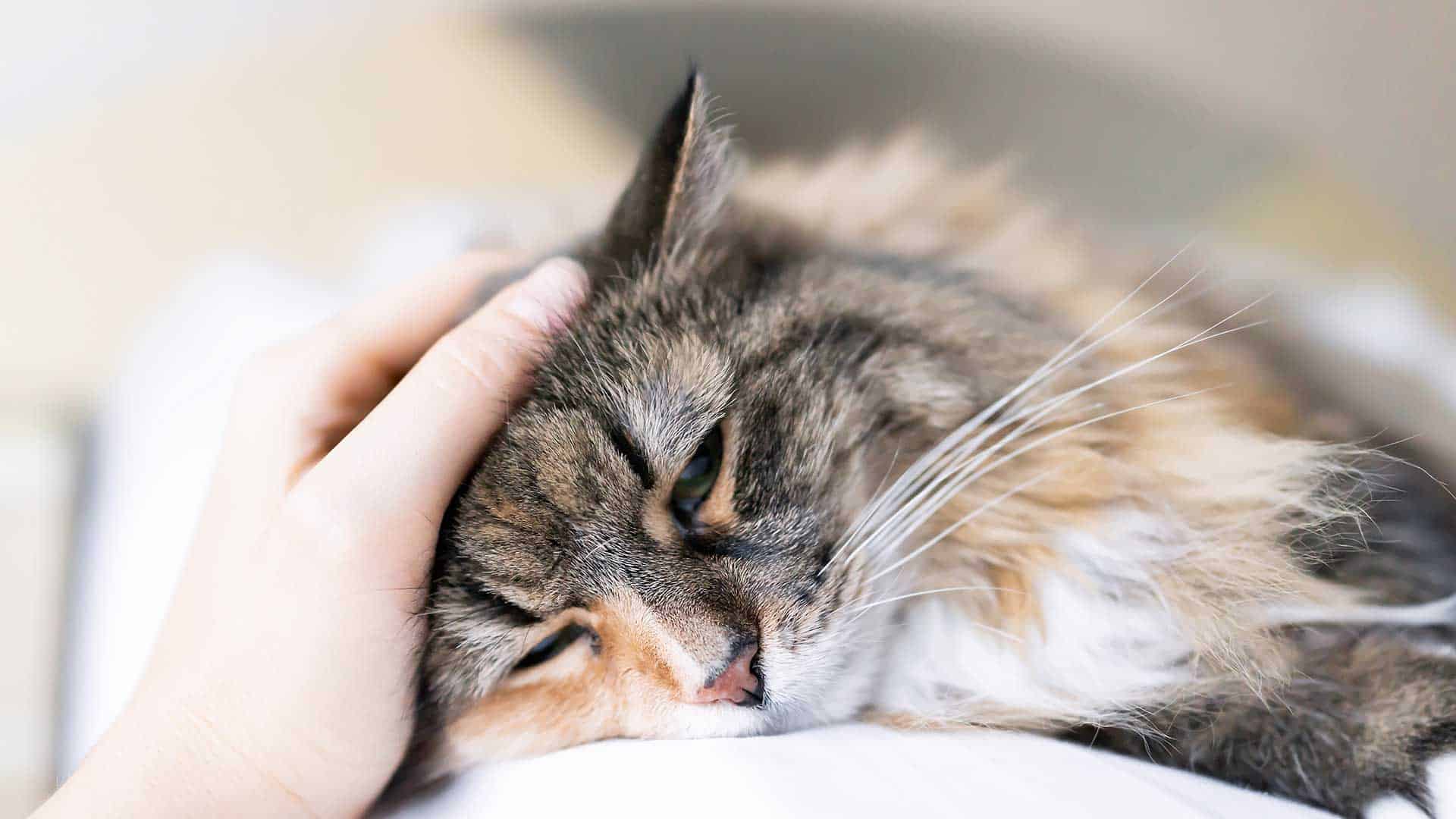 Indoor Cat Disease The Cat's Meow Veterinary Hospital