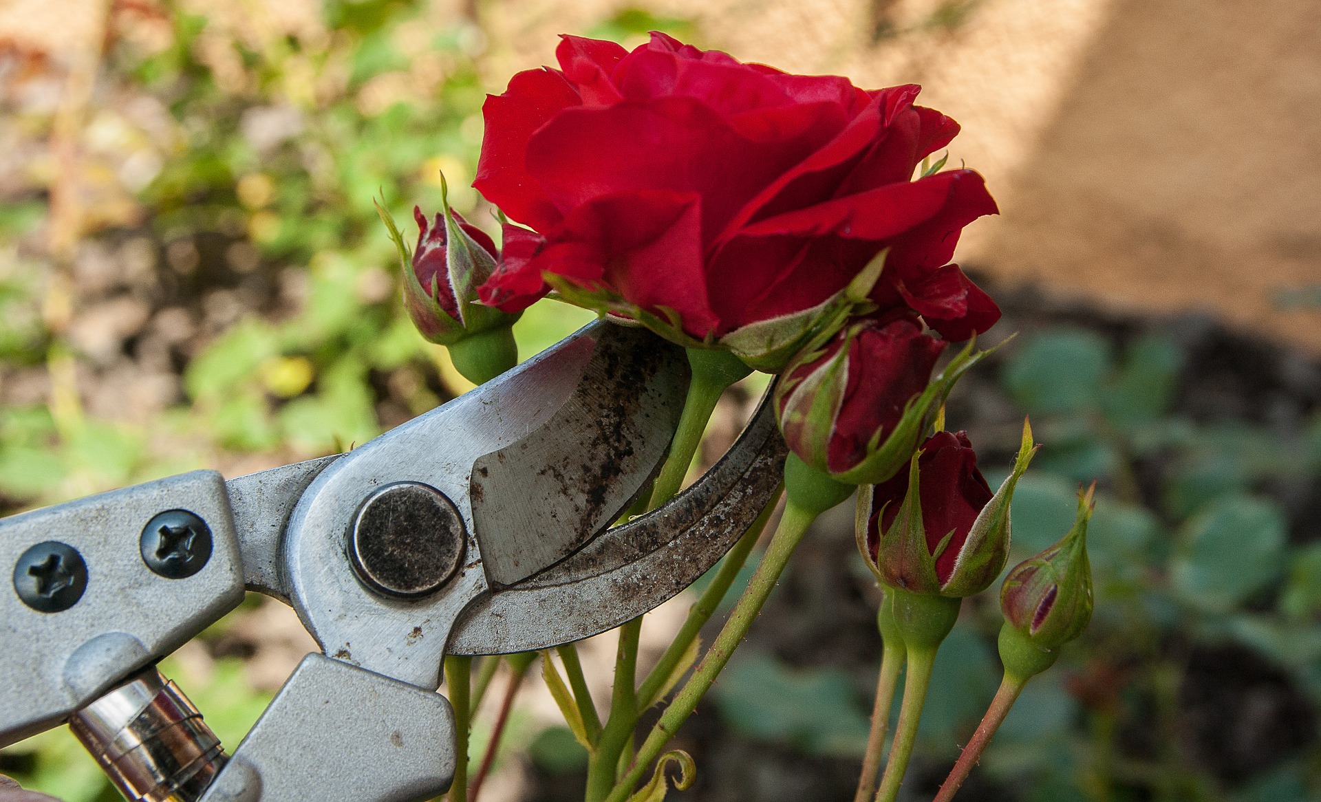 gartentrends 2021 rosen schneiden desmondo