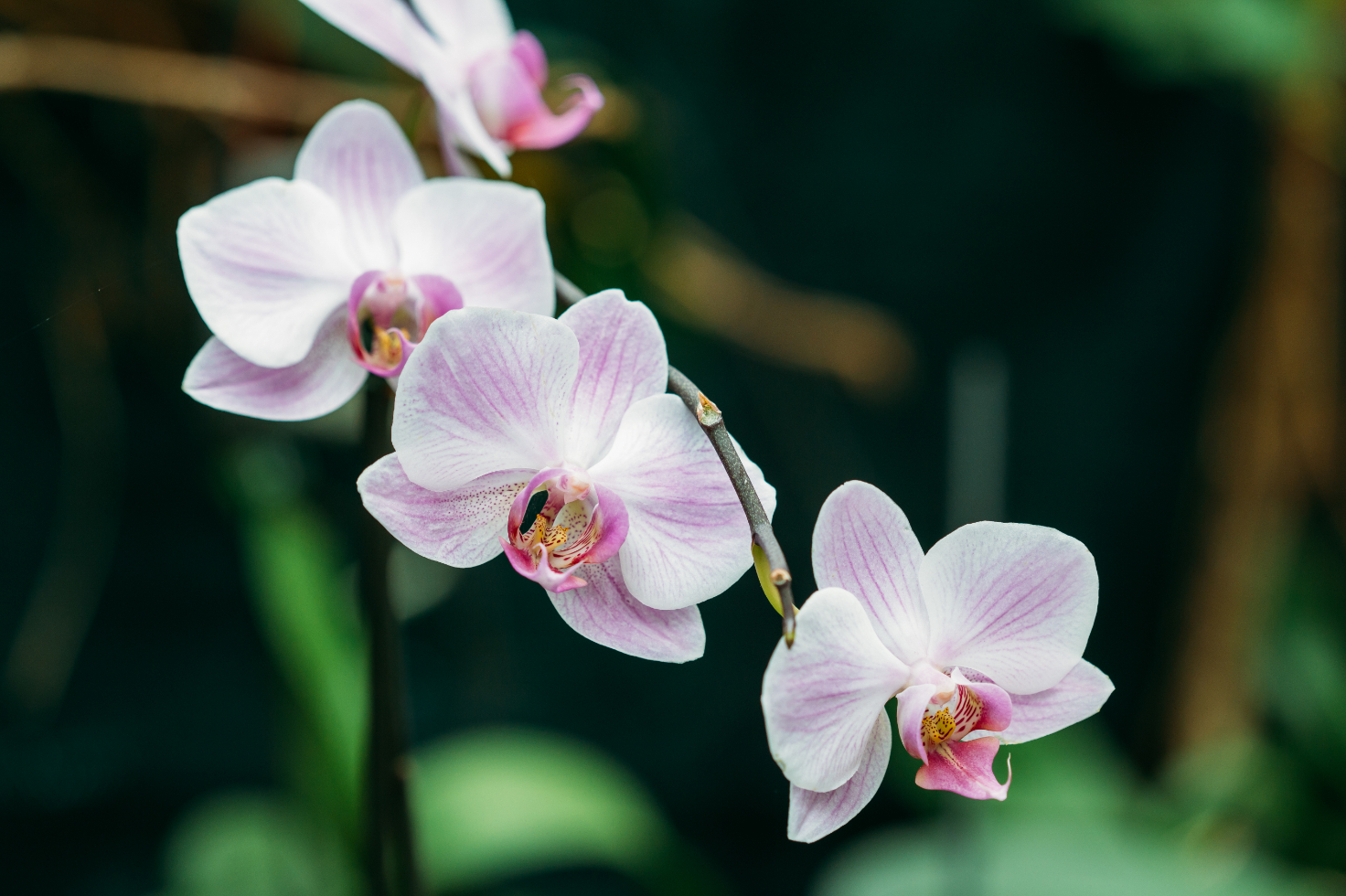 gartentrends 2021 orchidee desmondo