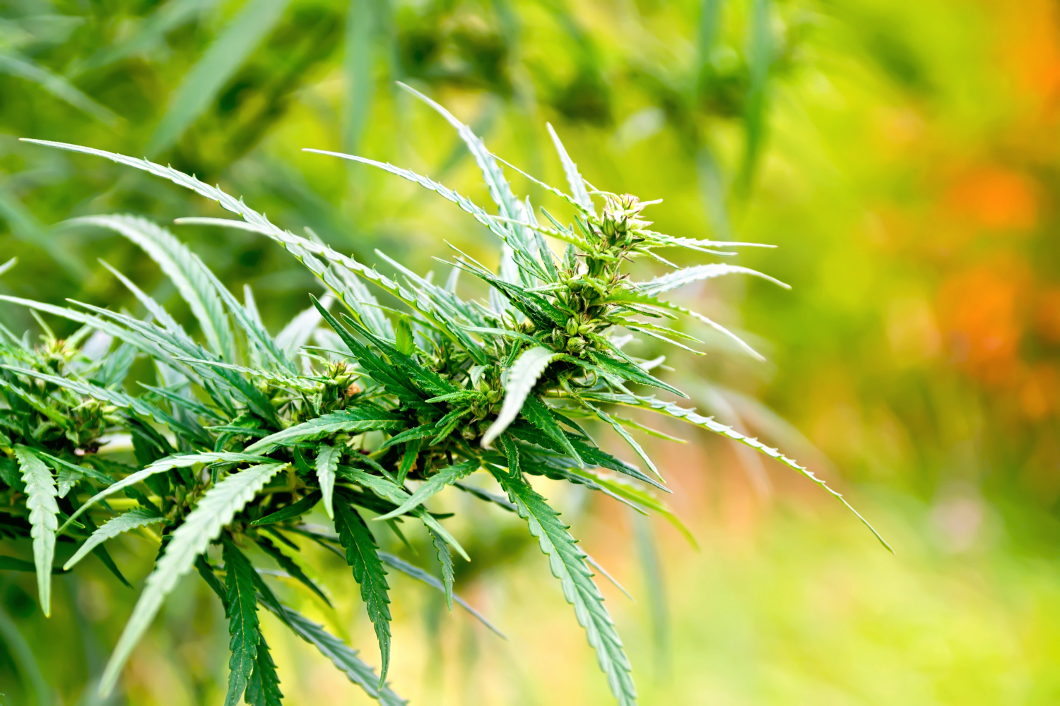 gartentrends 2021 hanfpalme desmondo