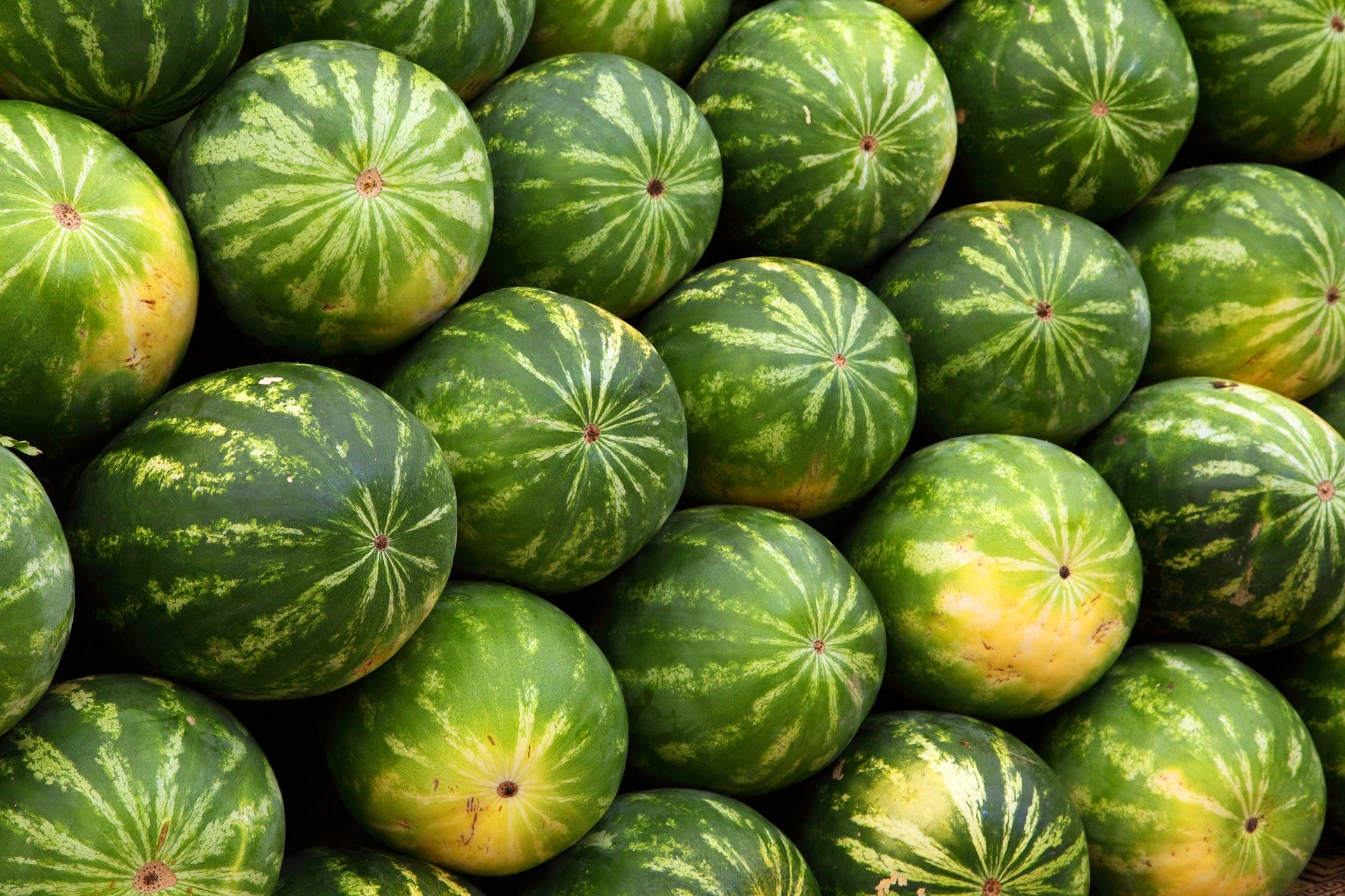 wassermelone pflanzen, pflegen und ernten, desmondo