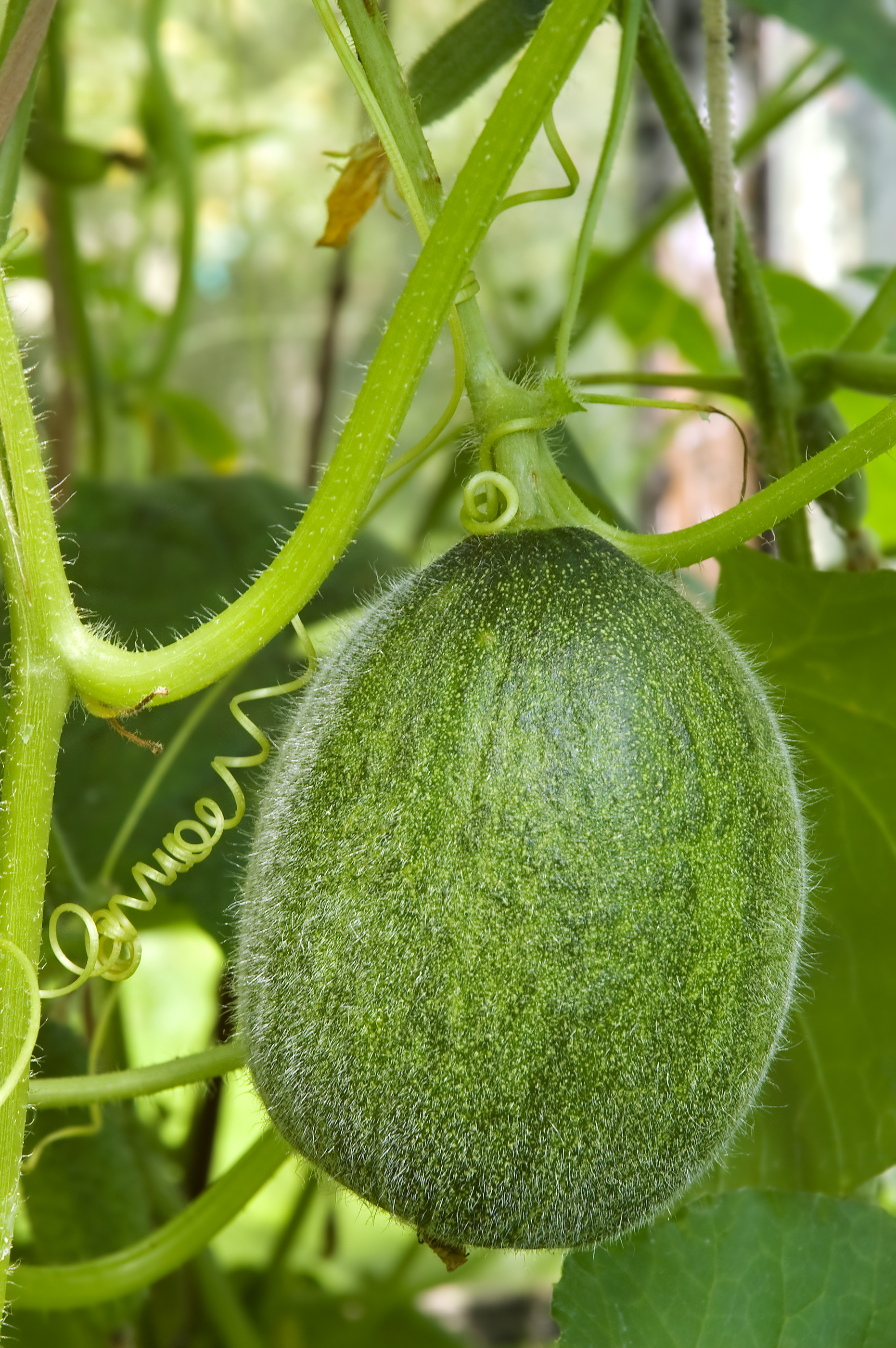 wassermelone pflanzen, pflegen und ernten, desmondo