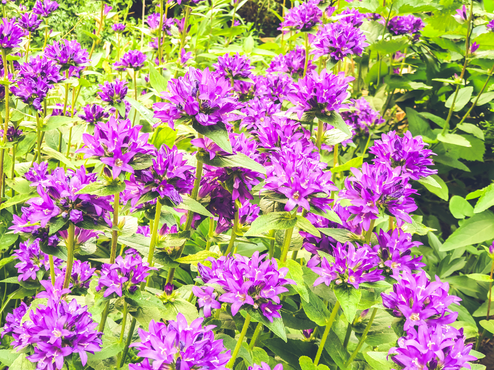 Glockenblume vielseitig und unkompliziert zu pflegen