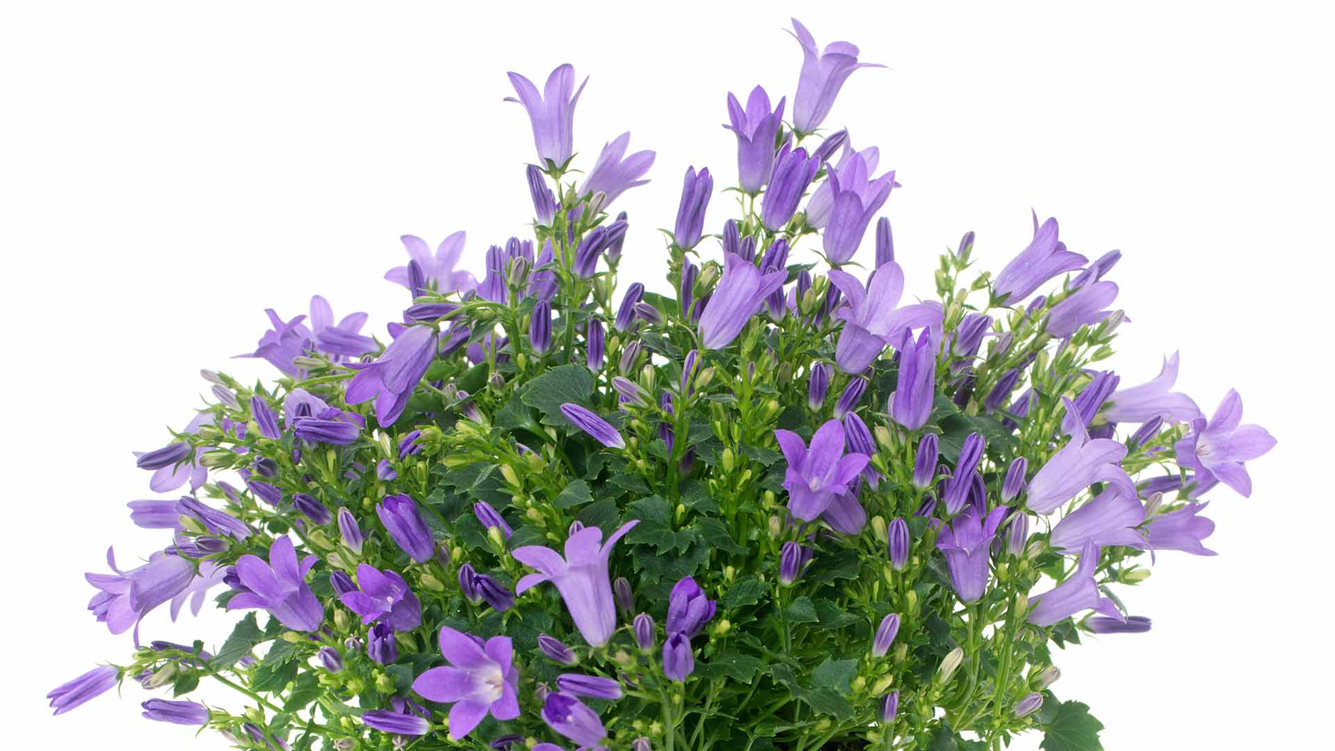 Glockenblume vielseitig und unkompliziert zu pflegen