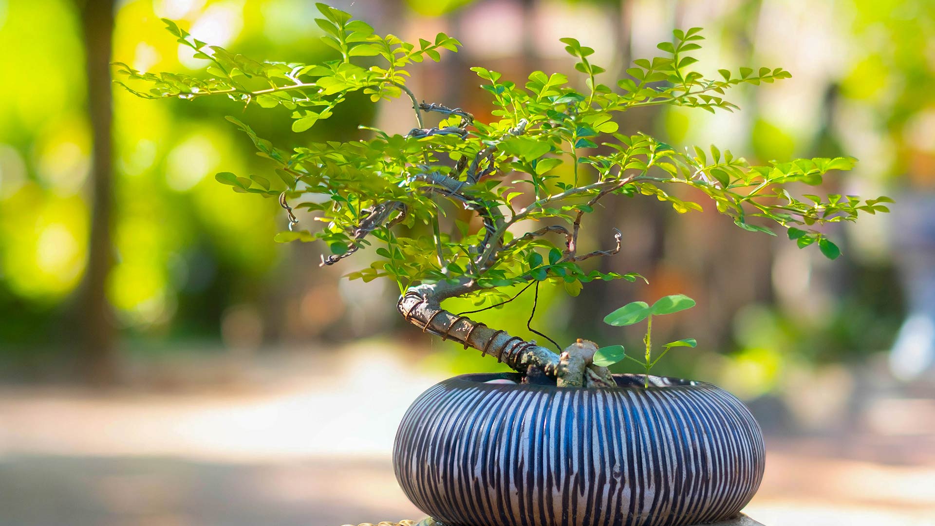 Bonsai - Pflanzen und Pflegen - So gehts.