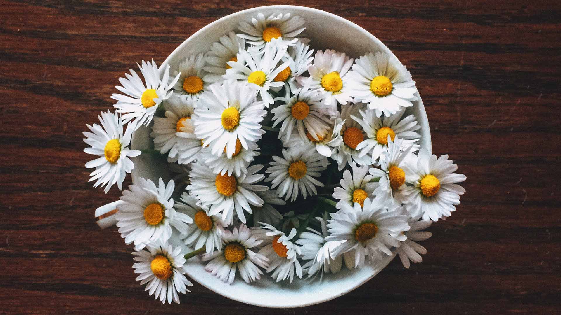 Gänseblümchen Pflanzen und Pflegen. So geht's desmondo garten