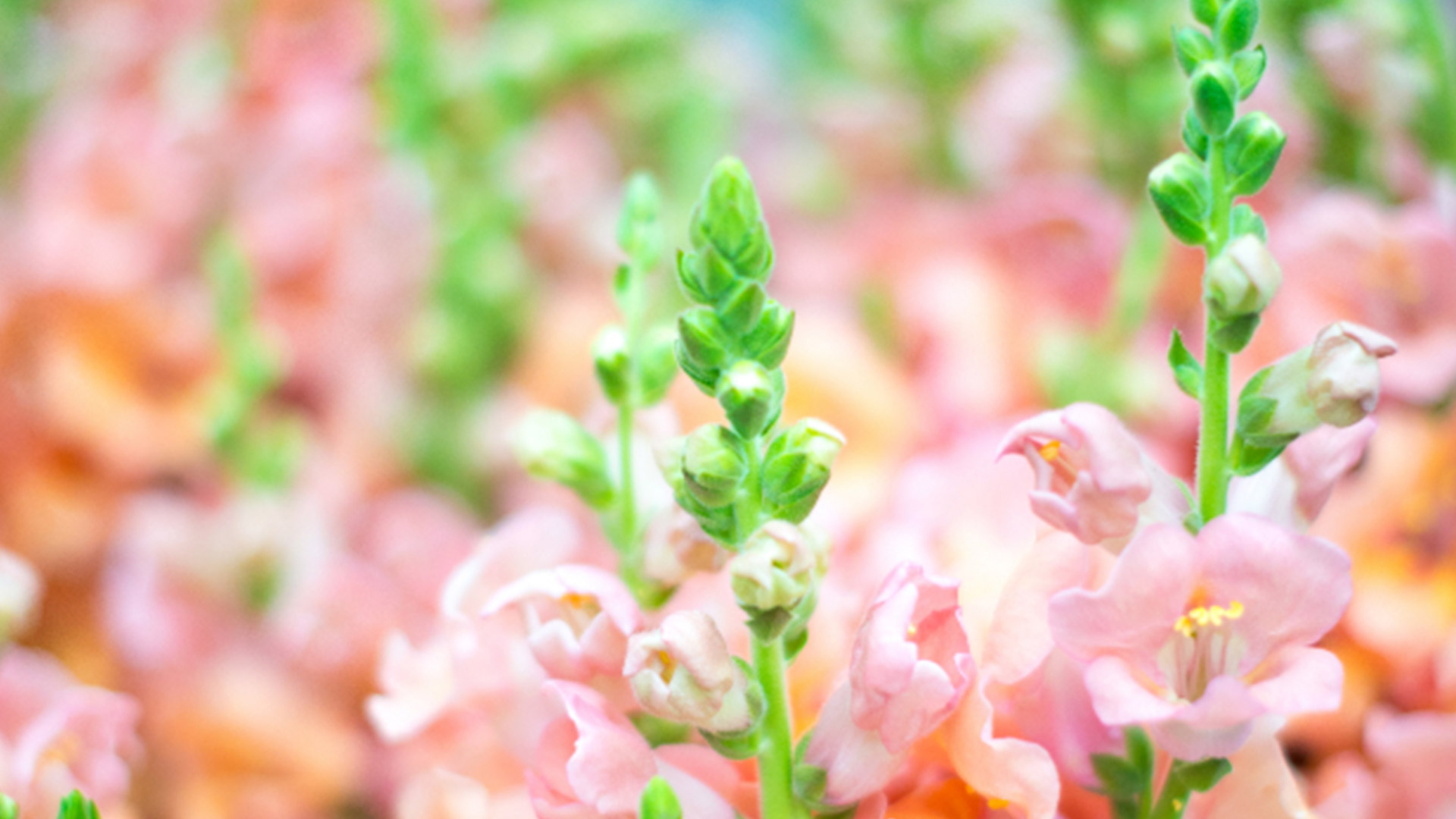 Das Löwenmäulchen. Pflanzen und Pflegen. So geht's einfach desmondo garten