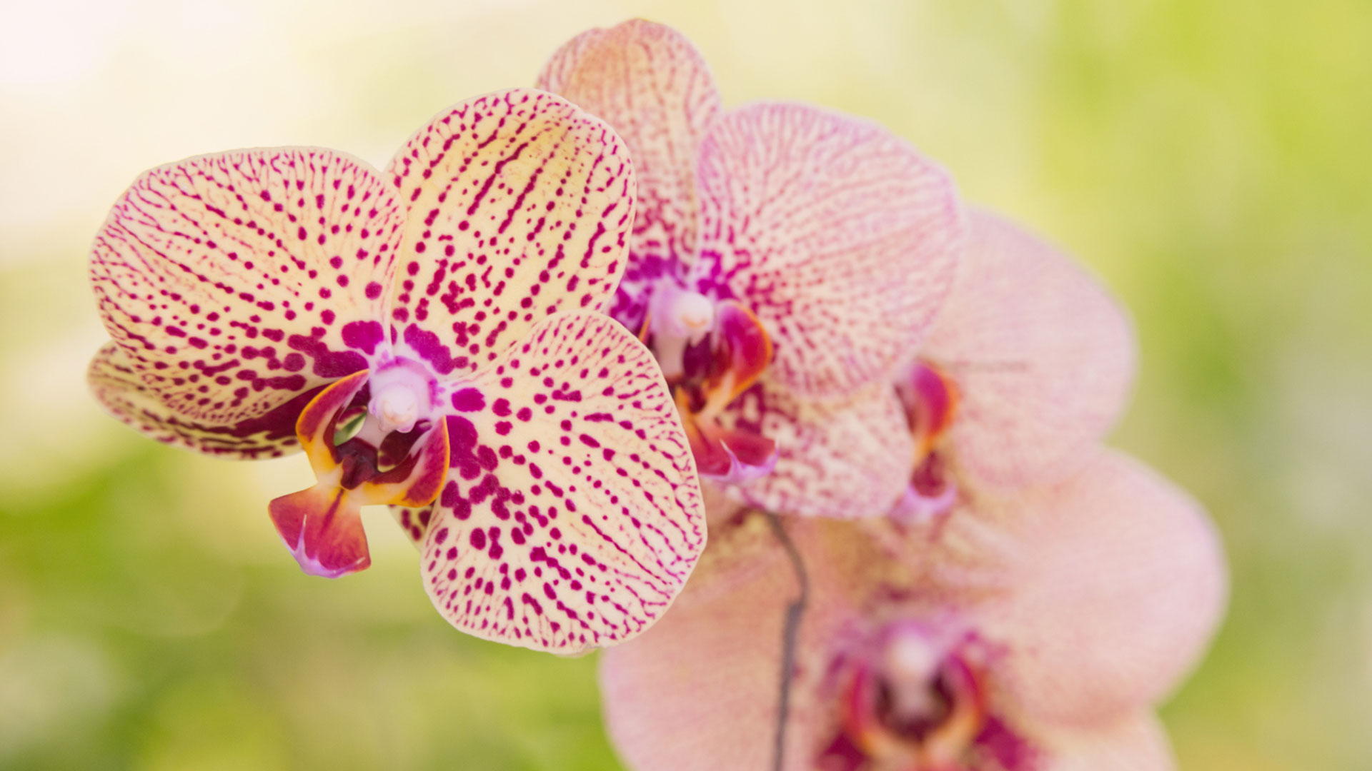 Orchideen pflegen - so geht es Richtig einfach desmondo garten