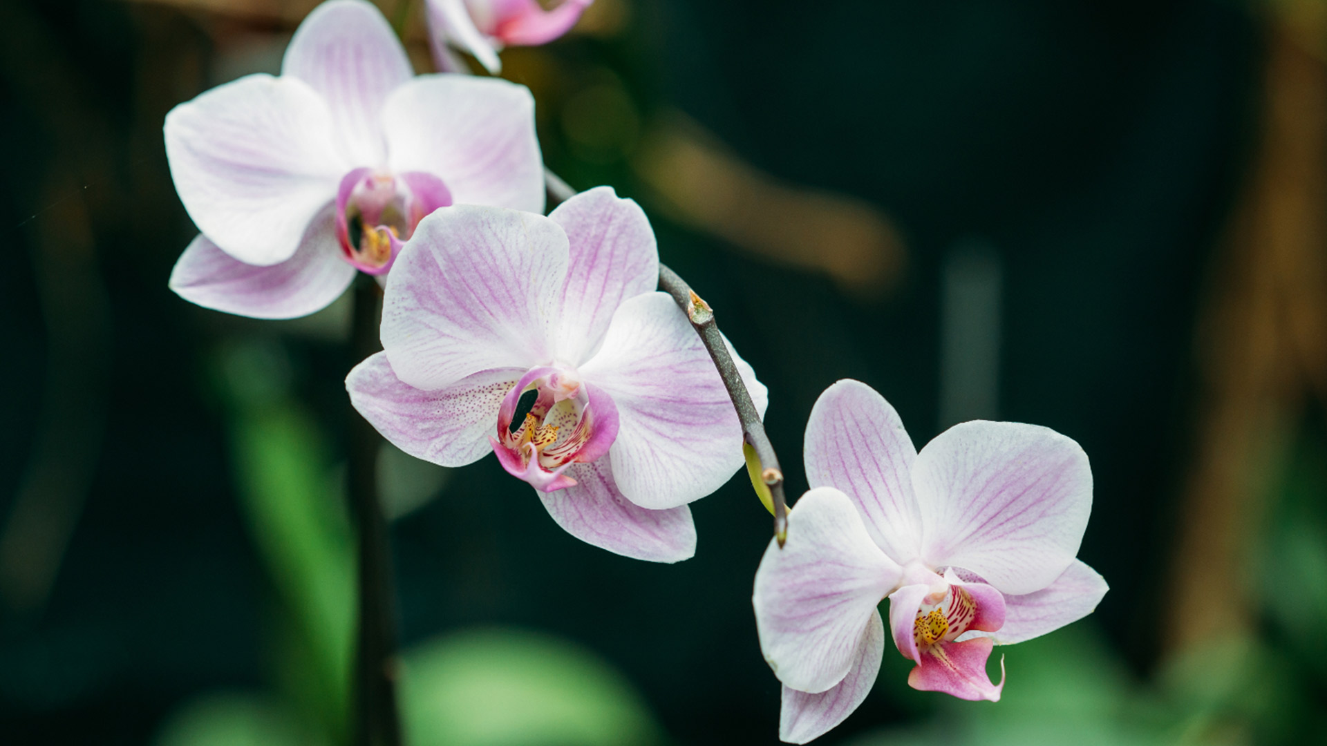 Orchideen pflegen - so geht es Richtig einfach desmondo garten