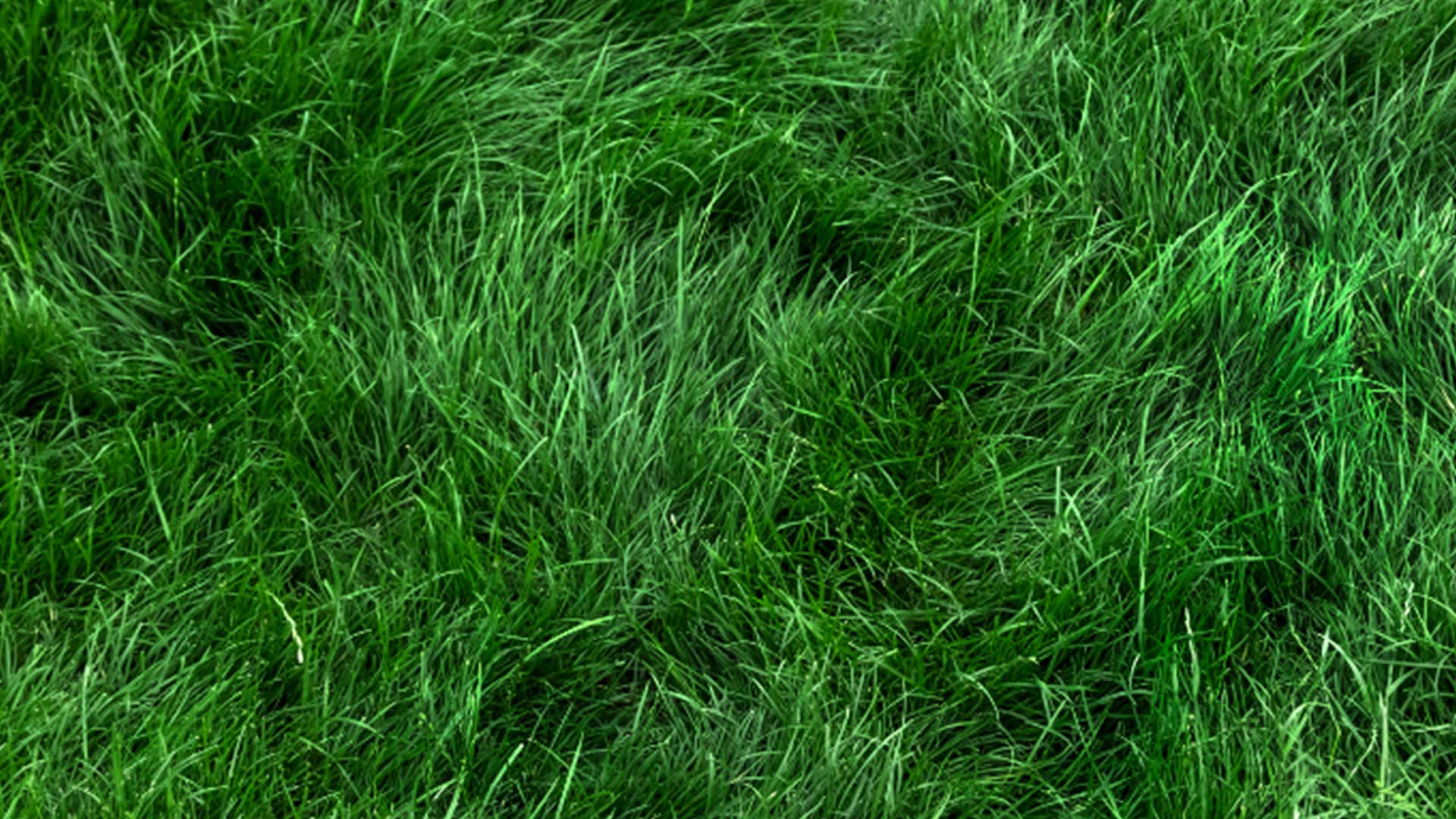 Rasen säen einfach- so geht es richtig einfach desmondo garten