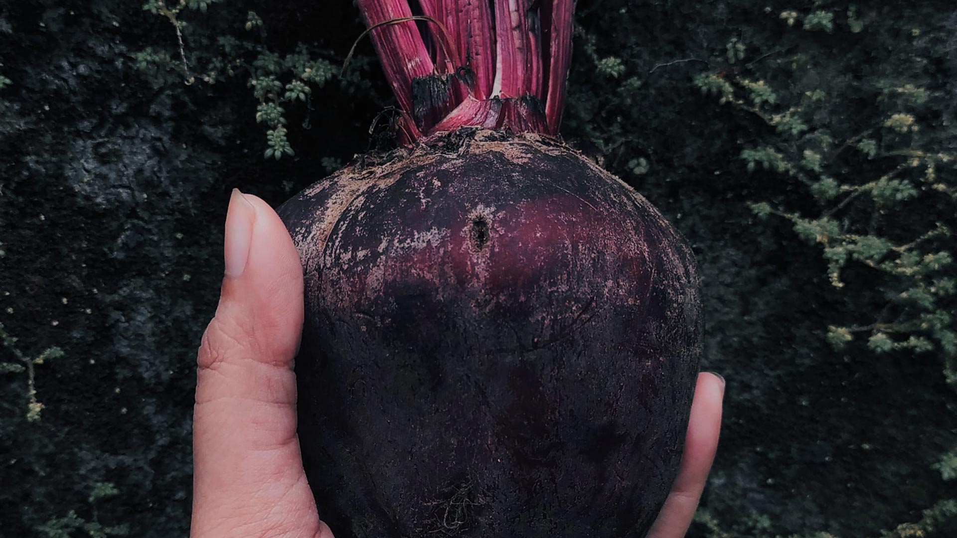 Die Steckrübe - Eine Nutzpflanze für Anfänger einfach desmondo garten