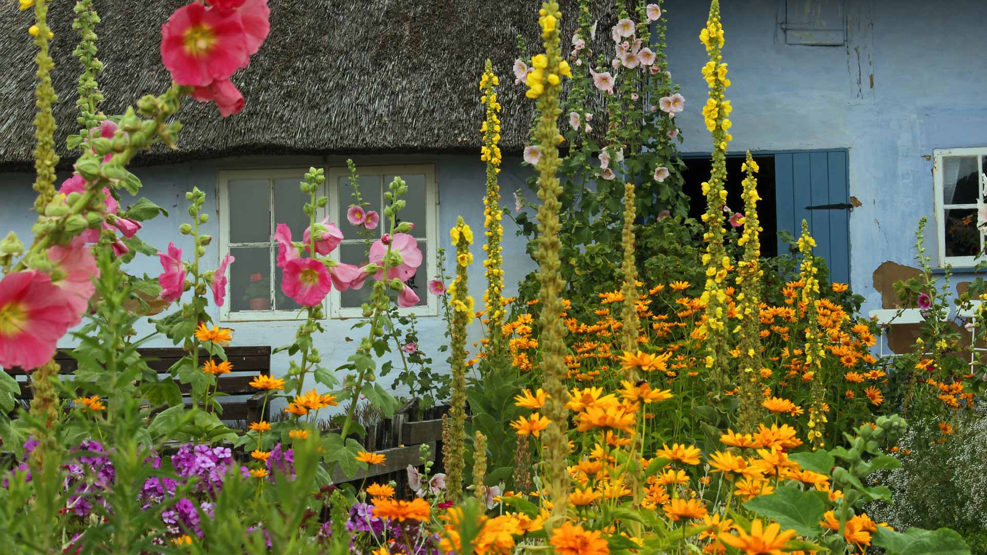 Bauerngarten mit Blumen Obst und Gemüse Desmondo einfach garten
