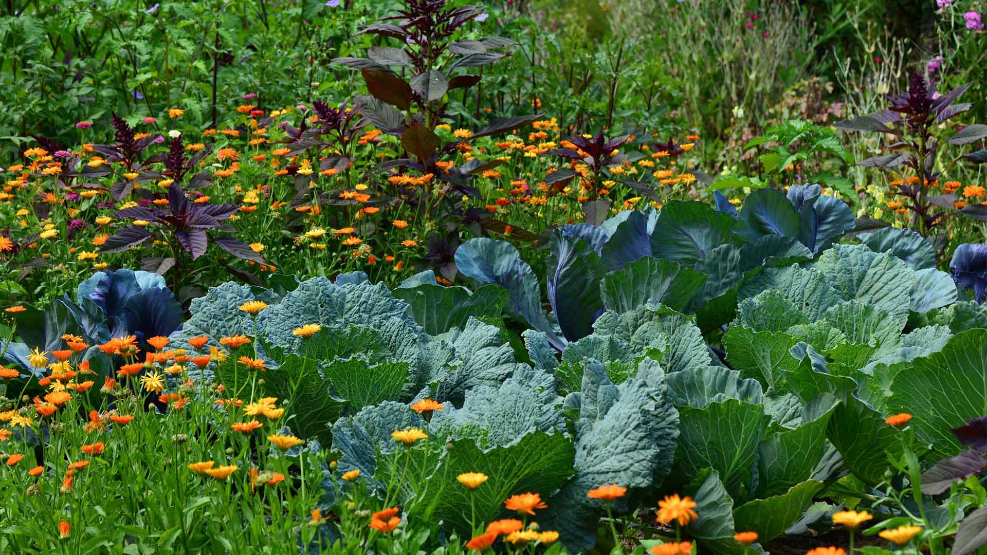 Bauerngarten mit Blumen Obst und Gemüse Desmondo einfach garten