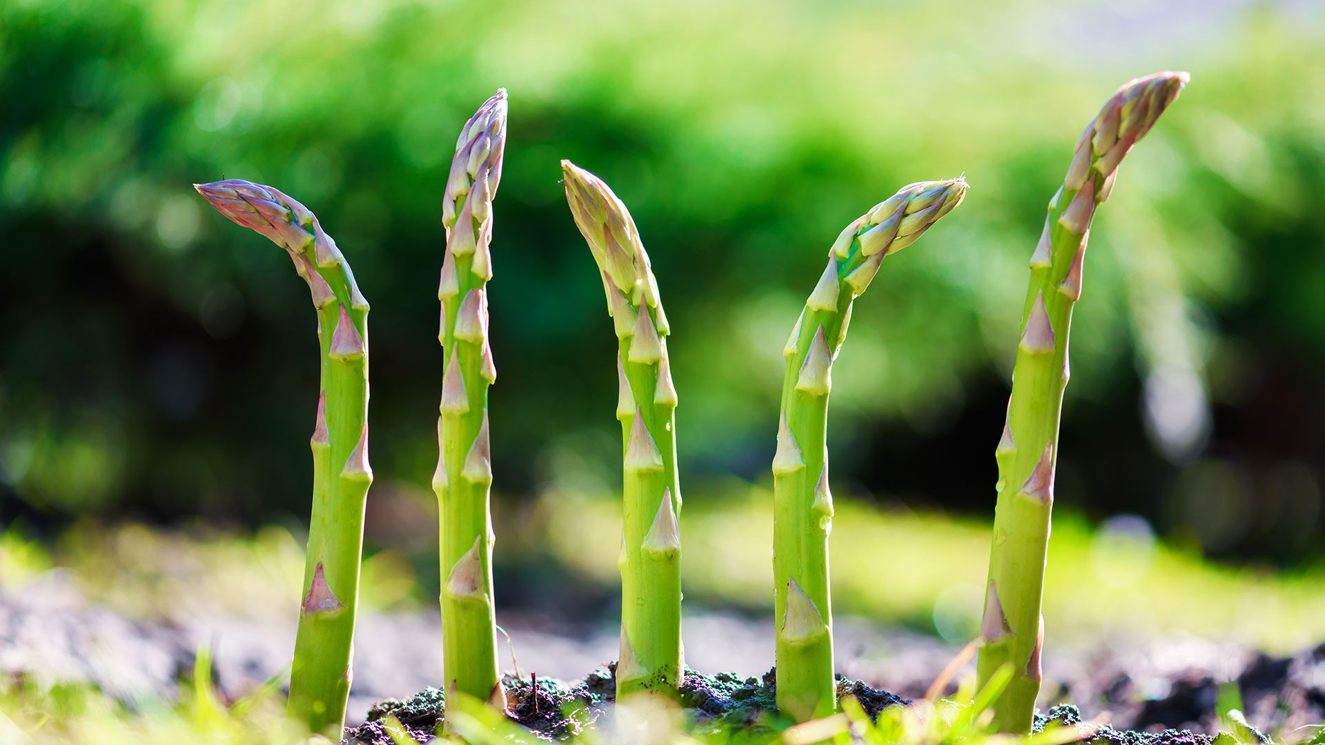 Der Spargel - Das Kultgemüse im Frühjahrm einfach gesund desmondo