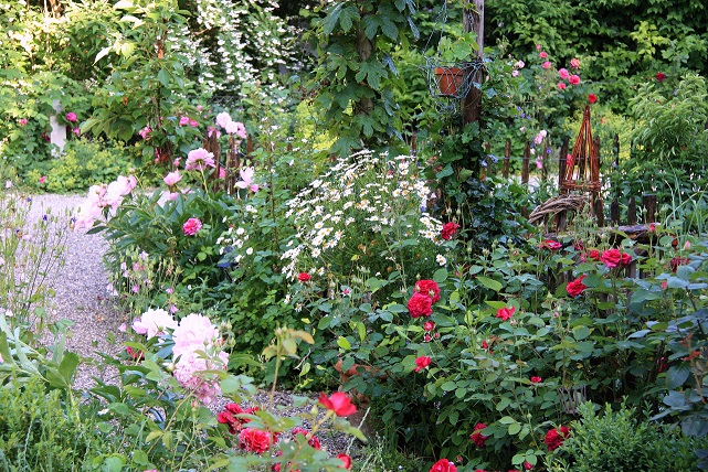Gartenweg mit Margeriten im Cottage Garten