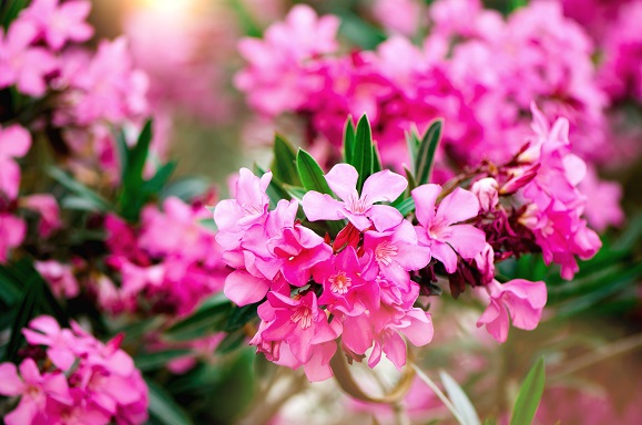 gartentrends 2021 oleander pflanzen desmondo