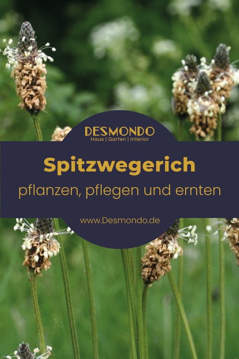 Spitzwegerich Pflege und Wirkung