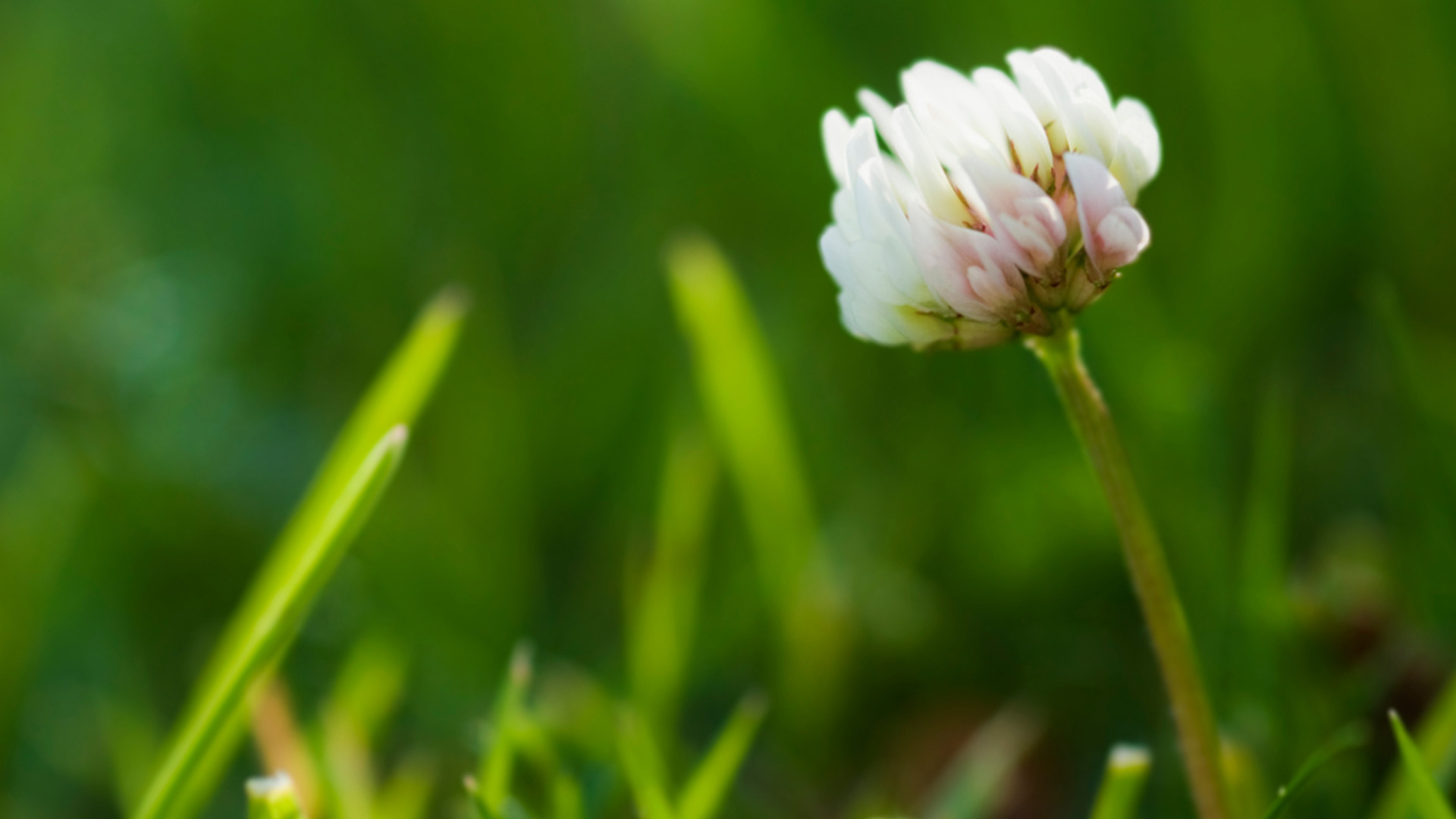 Outdoor - Inspirationen für Balkon und Garten - So wächst Klee auch bei euch - einfach auf desmondo.de