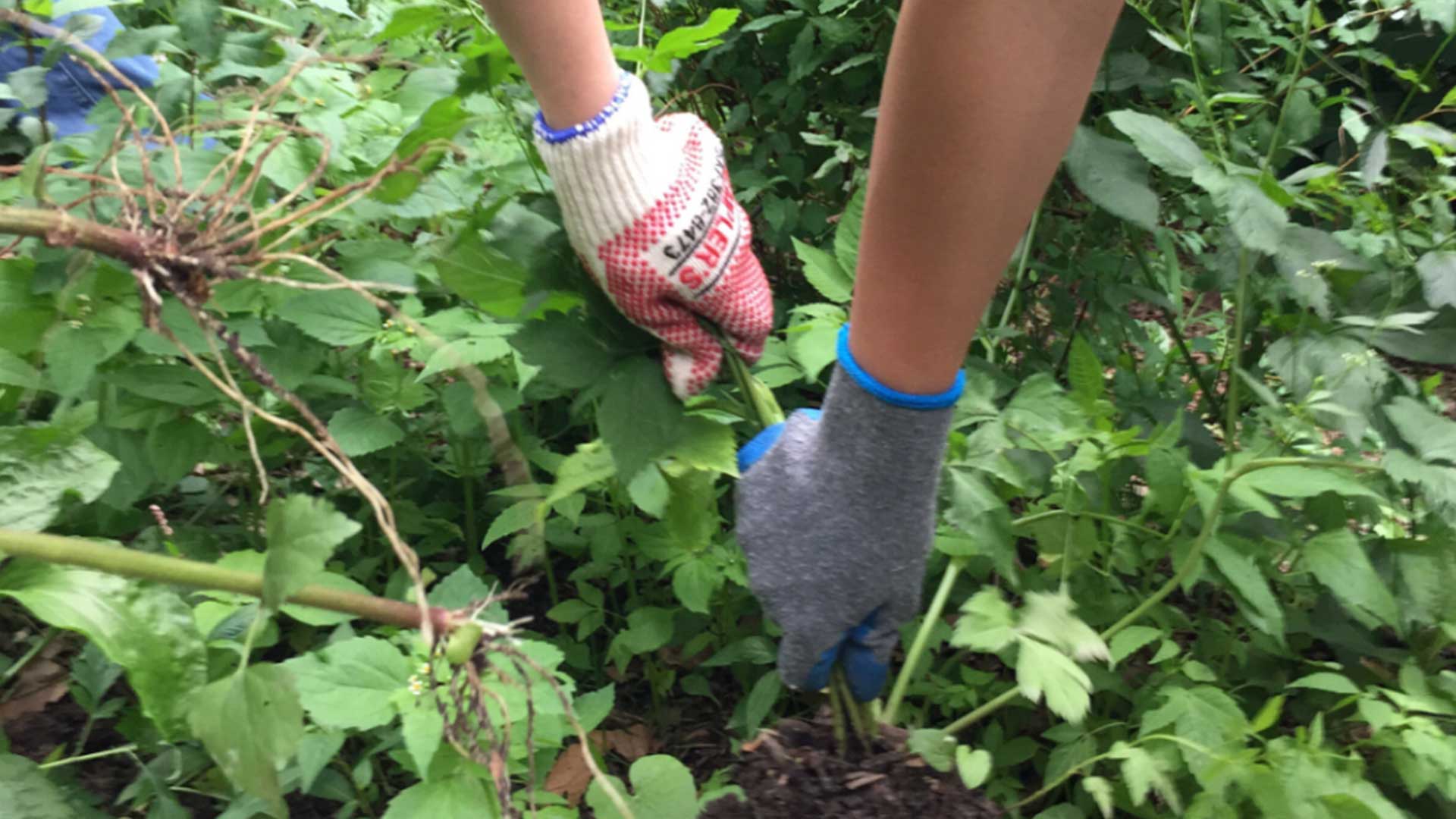 Outdoor - Inspirationen für Balkon und Garten - Ist Unkraut wirklich so schlecht - einfach auf desmondo.de