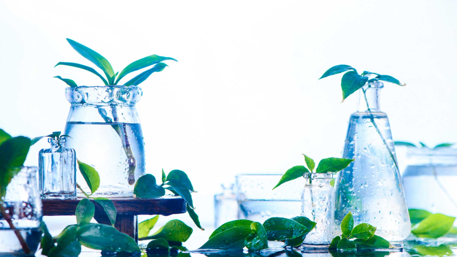 Outdoor - Inspirationen für Balkon und Garten - 10 Kräuter, die ihr in Wasser anbauen könnt - einfach auf desmondo.de