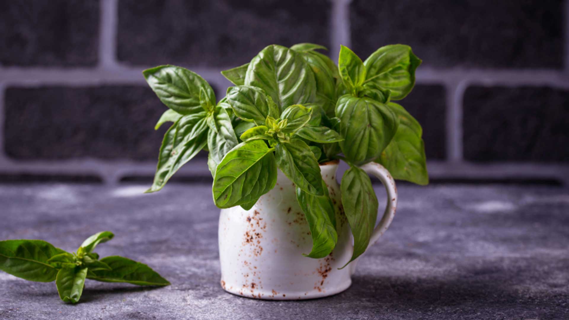 Outdoor - Inspirationen für Balkon und Garten - 10 Kräuter, die ihr in Wasser anbauen könnt - einfach auf desmondo.de