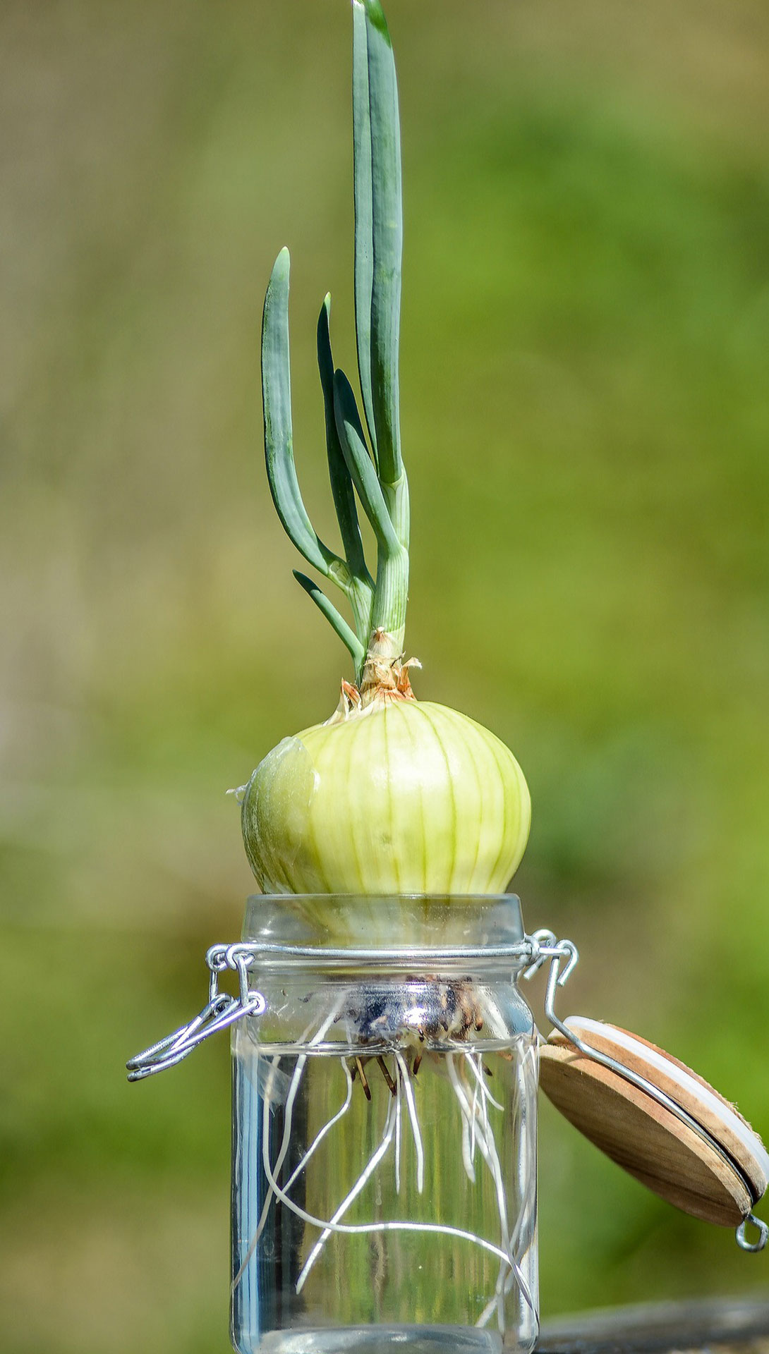 Outdoor - Inspirationen für Balkon und Garten - 8 Gemüsesorten, die ihr in Wasser wachsen lassen könnt - einfach auf desmondo.de