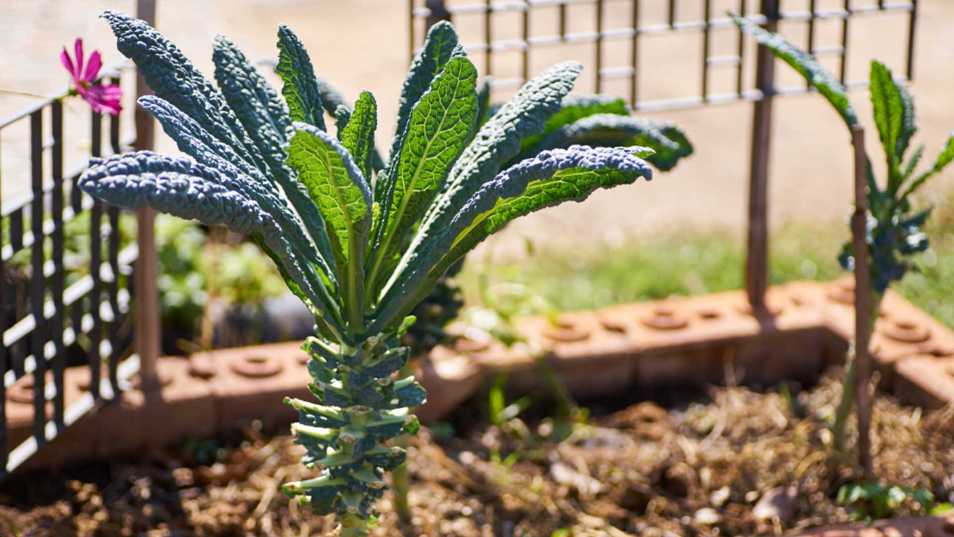 Outdoor - Inspirationen für Balkon und Garten - Grünkohl: heimisches Superfood - pflanzen, pflegen, ernten - einfach auf desmondo.de