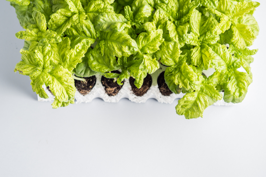 Outdoor - Inspirationen für Balkon und Garten - So pflanzt und pflegst du deinen Basilikum richtig - so geht's einfach desmondo