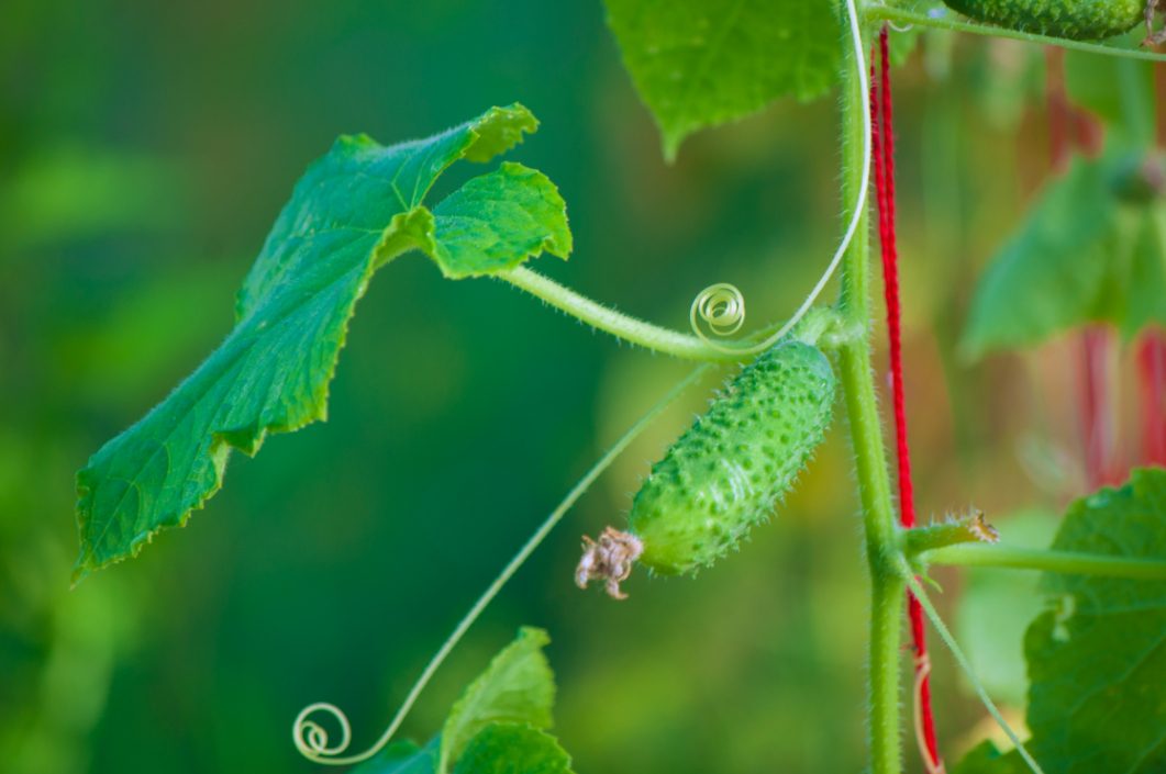 Outdoor - Inspirationen für Balkon und Garten - Vielseitiges Gemüse: Salatgurke pflanzen und ernten - so geht's einfach desmondo