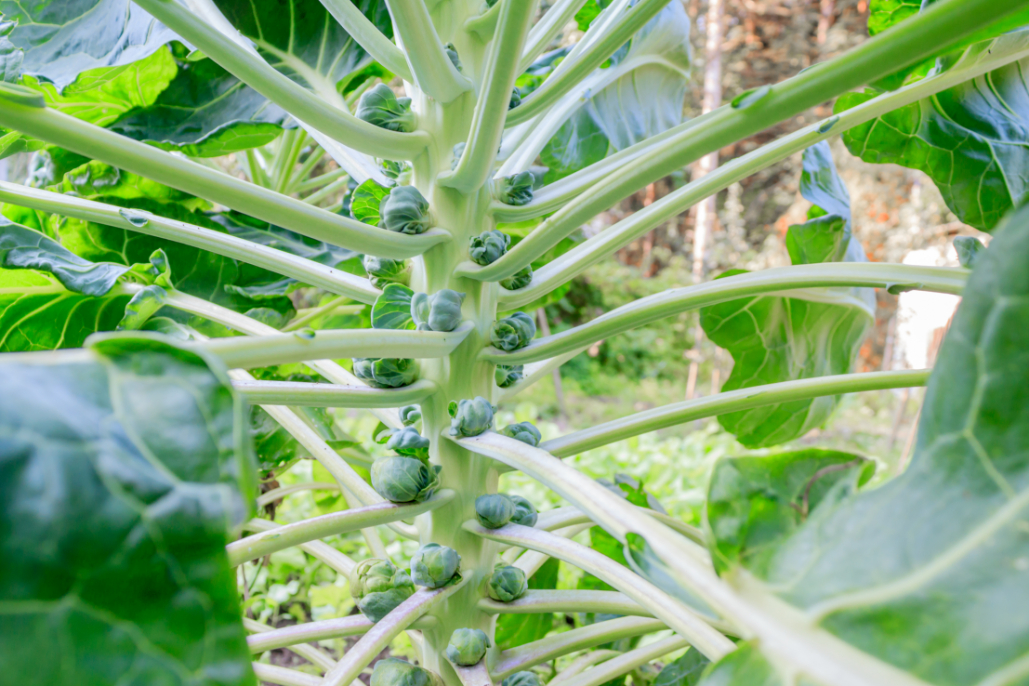 Outdoor - Inspirationen für Balkon und Garten - Rosenkohl pflegen: So wird er richtig lecker - so geht's einfach desmondo