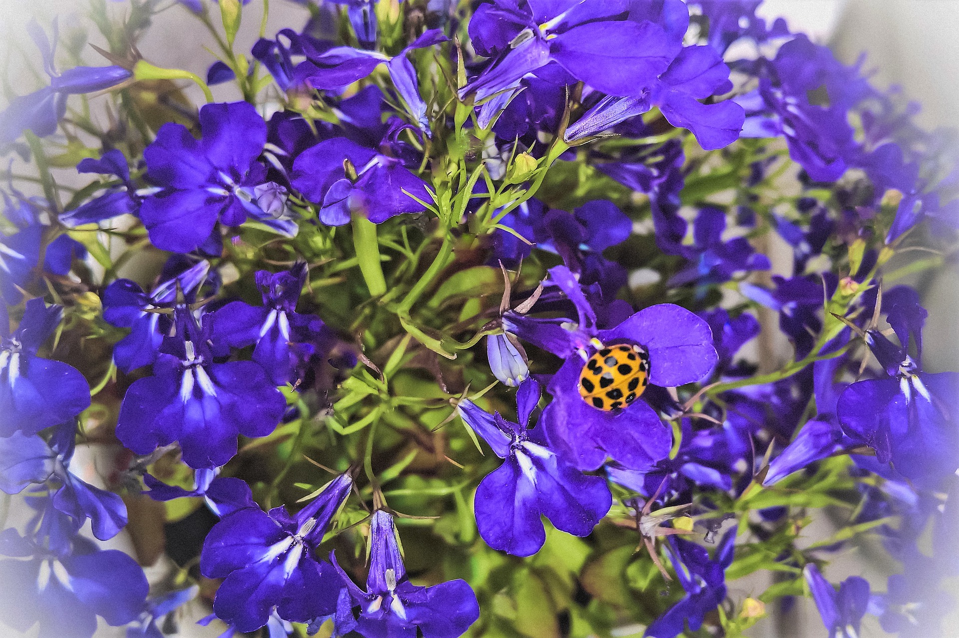 Männertreu Blaue Lobelie Desmondo
