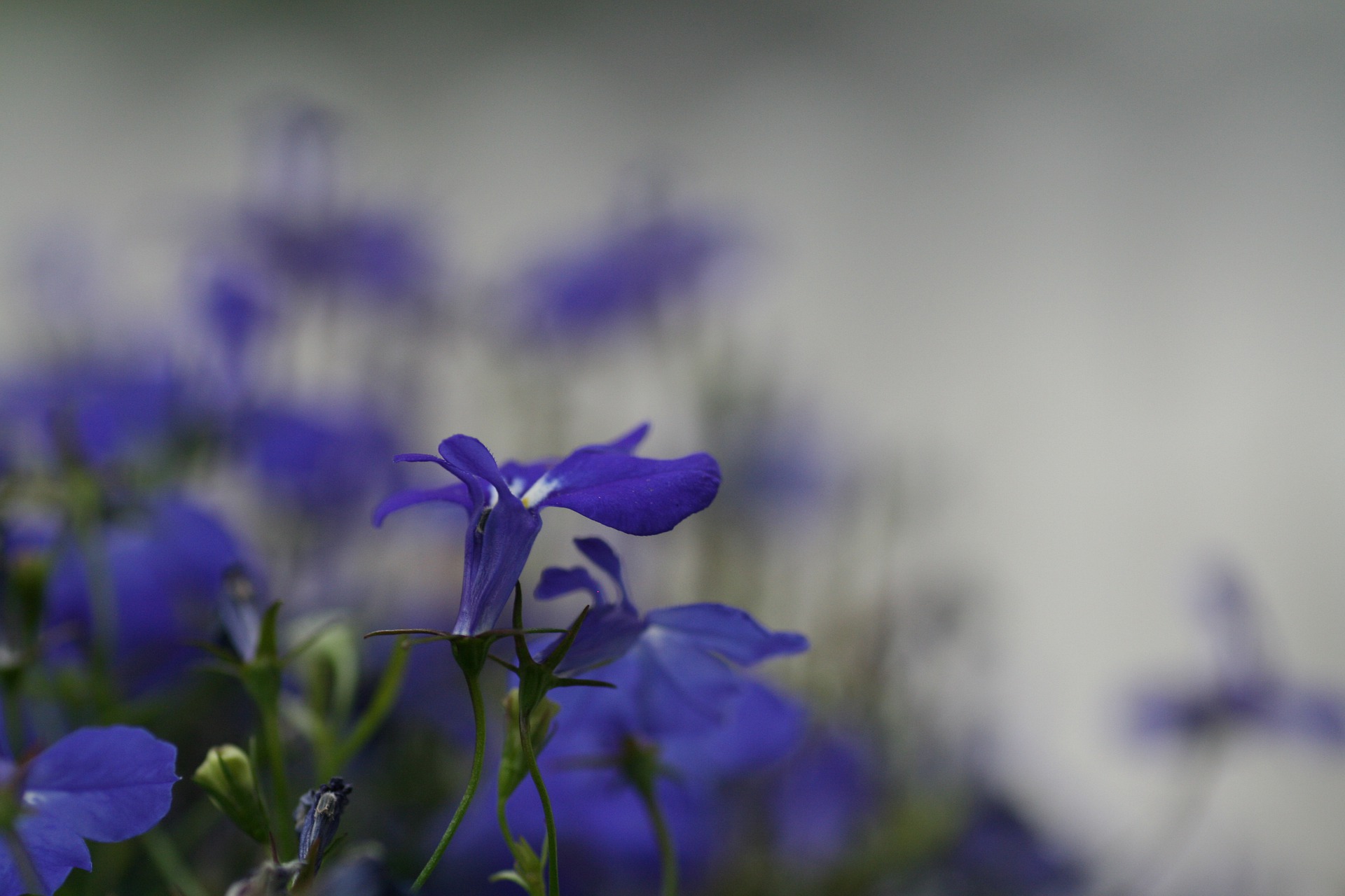 Männertreu Blaue Lobelie Desmondo