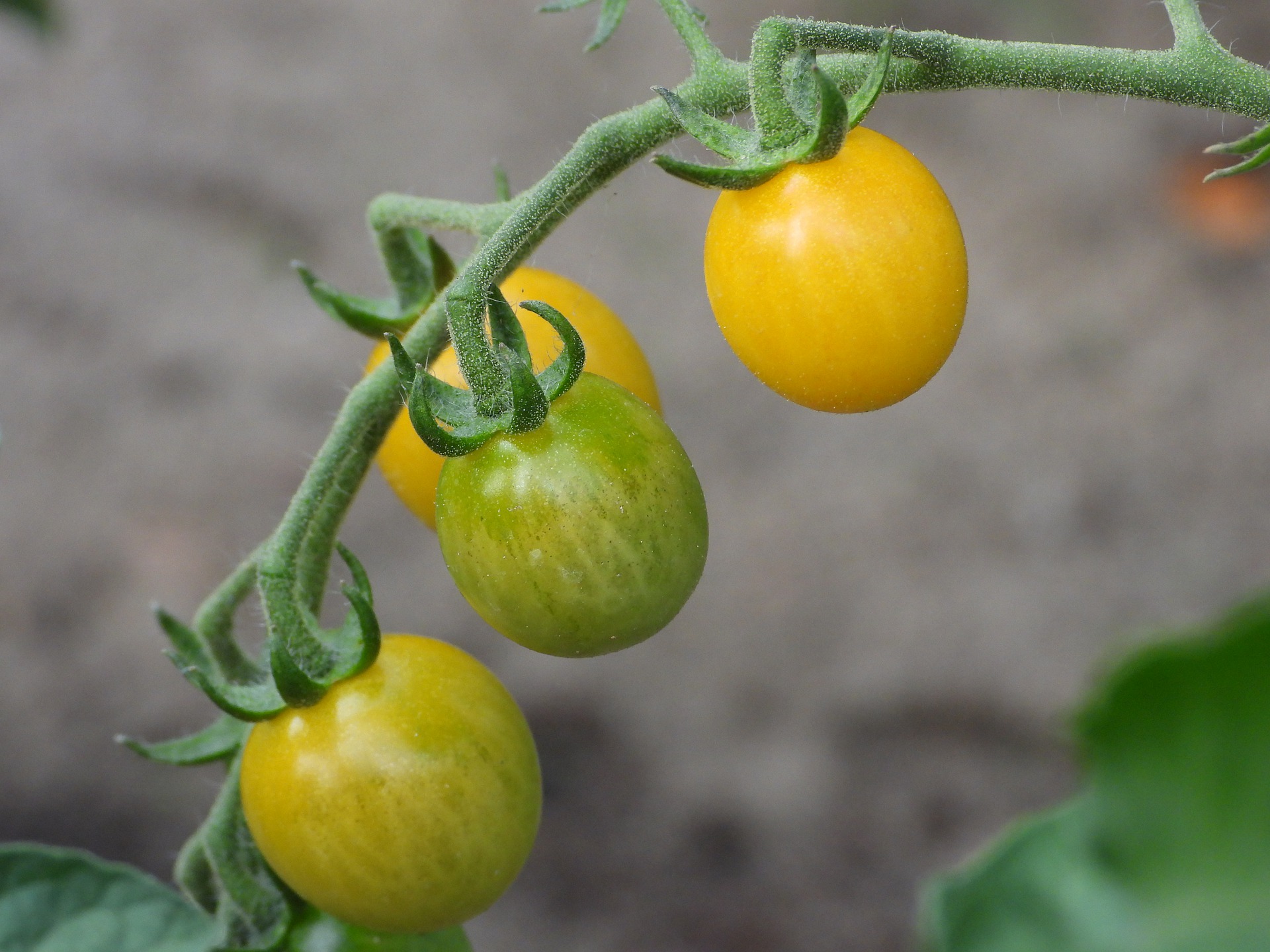 Tomaten im Garten anpflanzen Desmondo