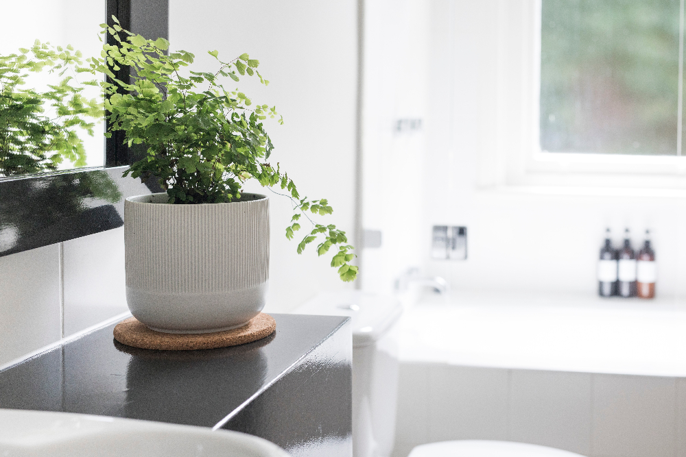 pflanzen fürs badezimmer desmondo