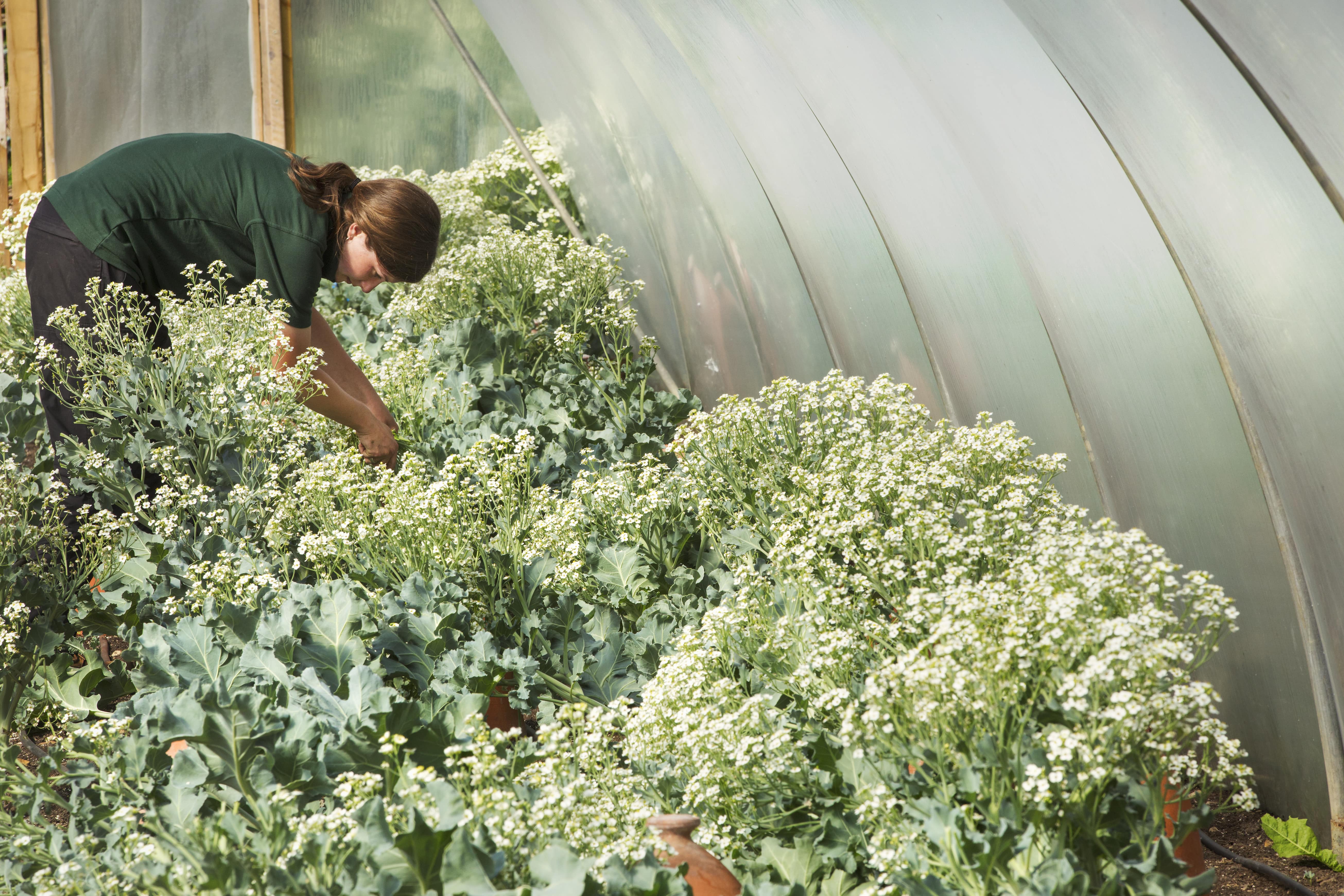 Outdoor - Inspirationen für Balkon und Garten - Gemüse für Schattenplätze - so geht's