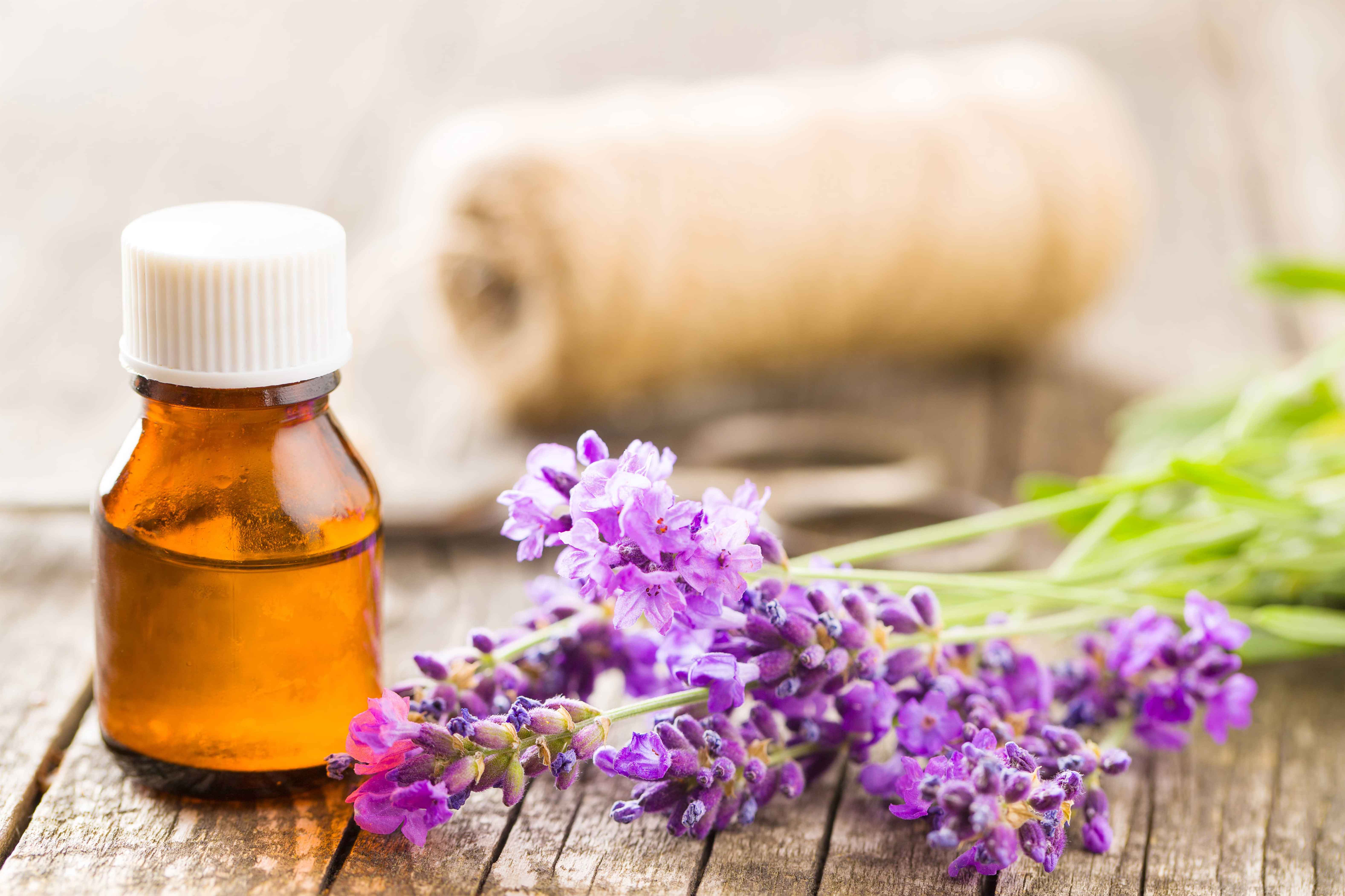 Outdoor - Inspirationen für Balkon und Garten - 10 Pflanzen gegen lästige Mücken auf dem Balkon - so geht's einfach desmondo