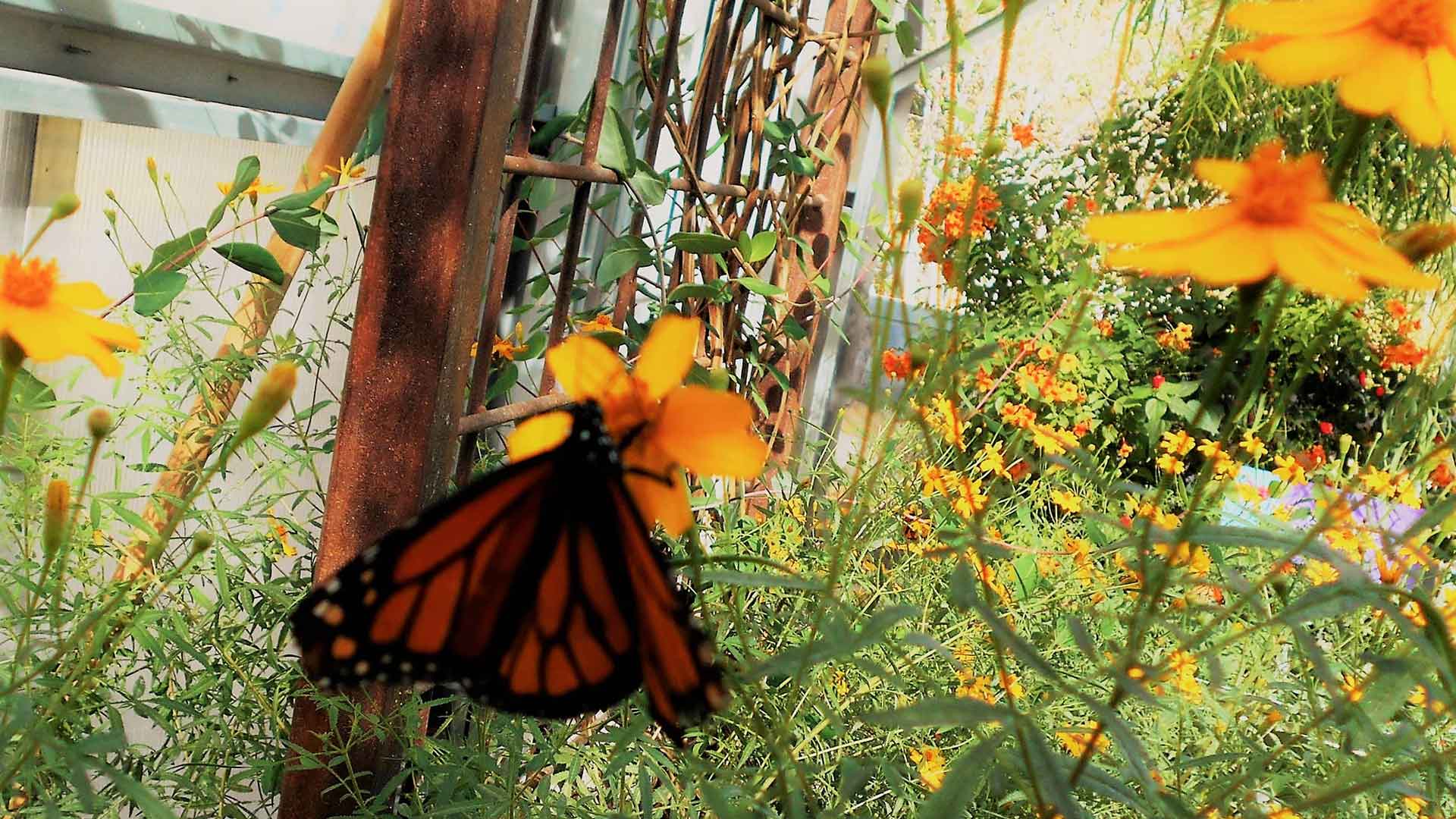 Outdoor - Inspirationen für Balkon und Garten - Vorteile von Schmetterlingen im Garten - so geht's einfach desmondo