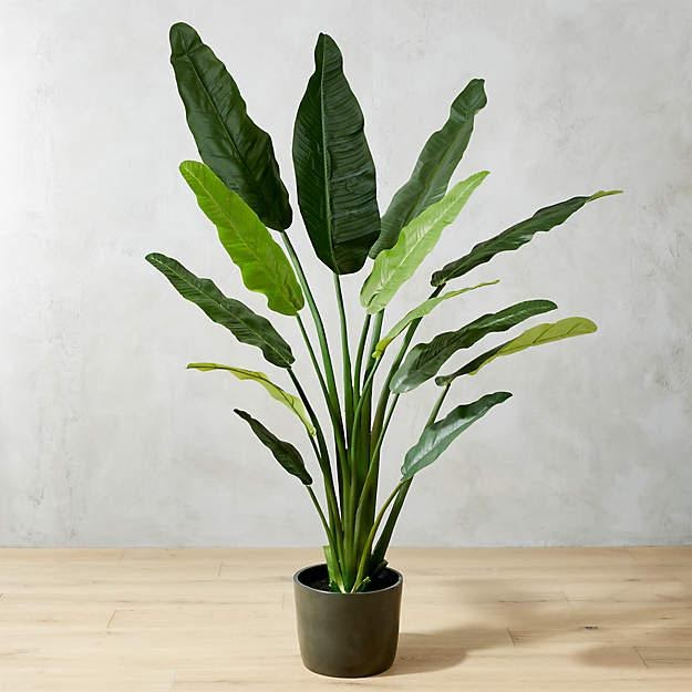 Indoor - Inspirationen für deinen Wohnraum - Paradiesvogelblume (lat. Strelitzia reginae) - so geht's einfach desmondo