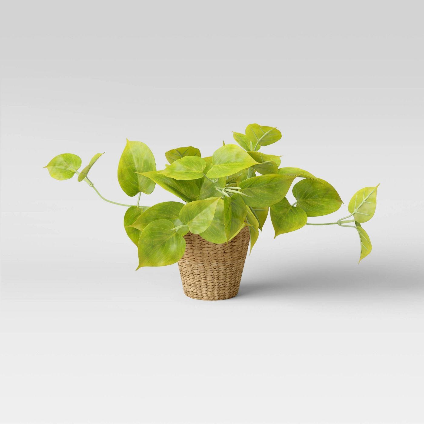 Indoor - Inspirationen für deinen Wohnraum - Goldene Efeutute (lat. Epipremnum aureum) - so geht's einfach desmondo