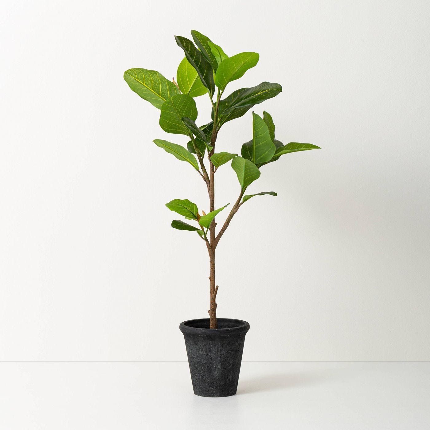 Indoor - Inspirationen für deinen Wohnraum - Birkenfeige (lat. ficus benjamina) - so geht's einfach desmondo