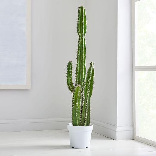 Indoor - Inspirationen für deinen Wohnraum - Topfkaktus - so geht's einfach desmondo