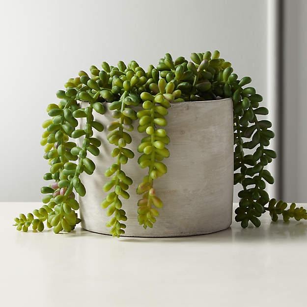 Indoor - Inspirationen für deinen Wohnraum - Schlangen-Fetthenne (lat. Sedum morganianum) - so geht's einfach desmondo