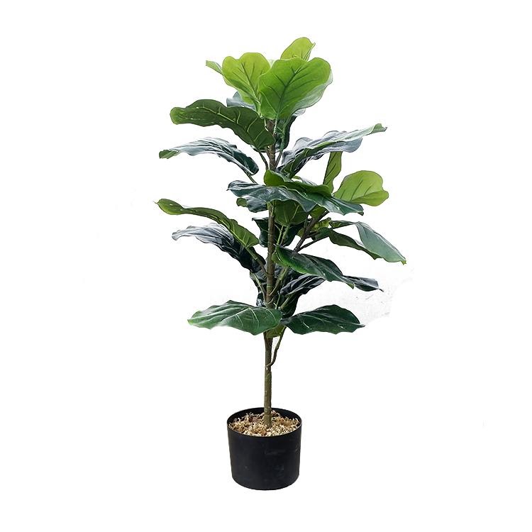Indoor - Inspirationen für deinen Wohnraum - Geigen-Feige (lat. Ficus lyrata) - so geht's einfach desmondo